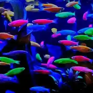 Светящие рыбки Данио разноцветные 3/4см
