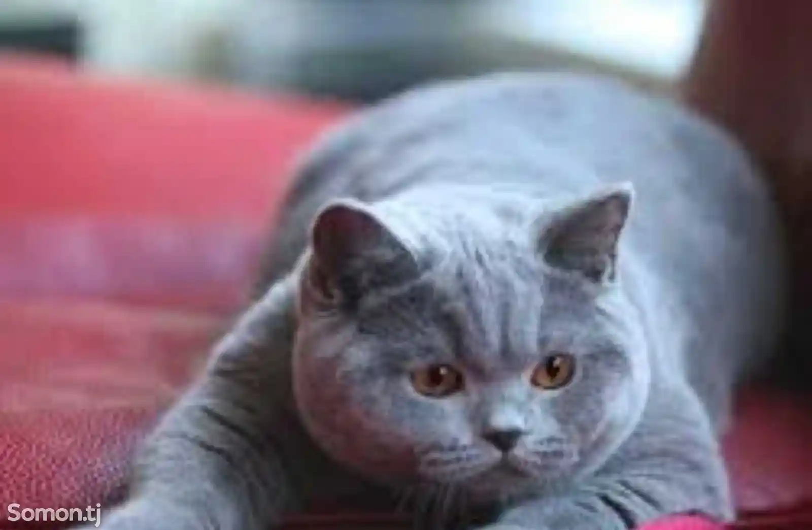 Прямоухий серый кот на вязку-1