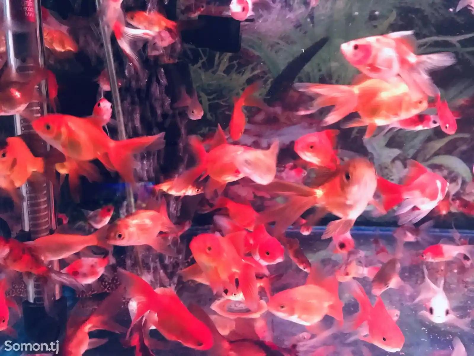 Рыбы Red Oranda Goldfish-2