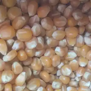 Зерно для Попкорна