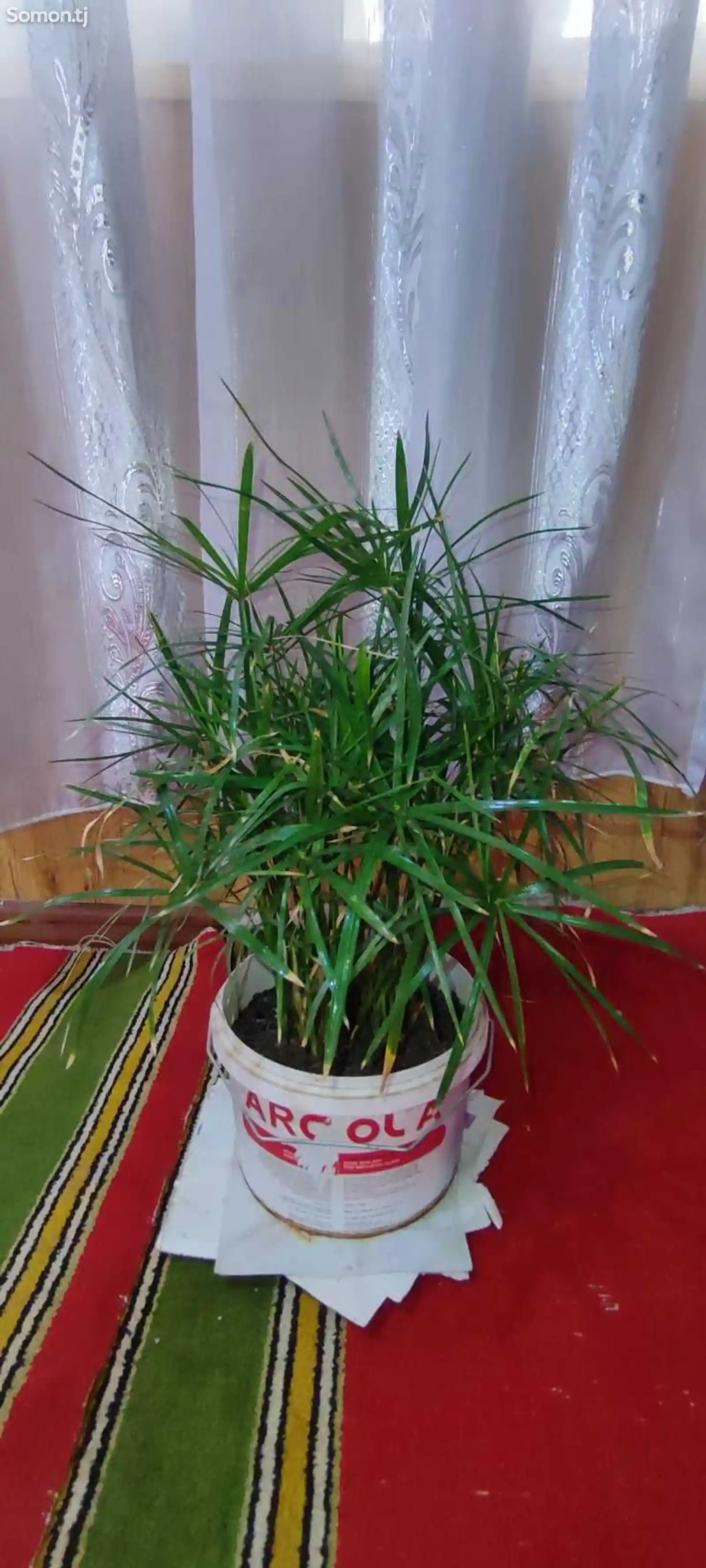 Комнатное растение Циперус-2