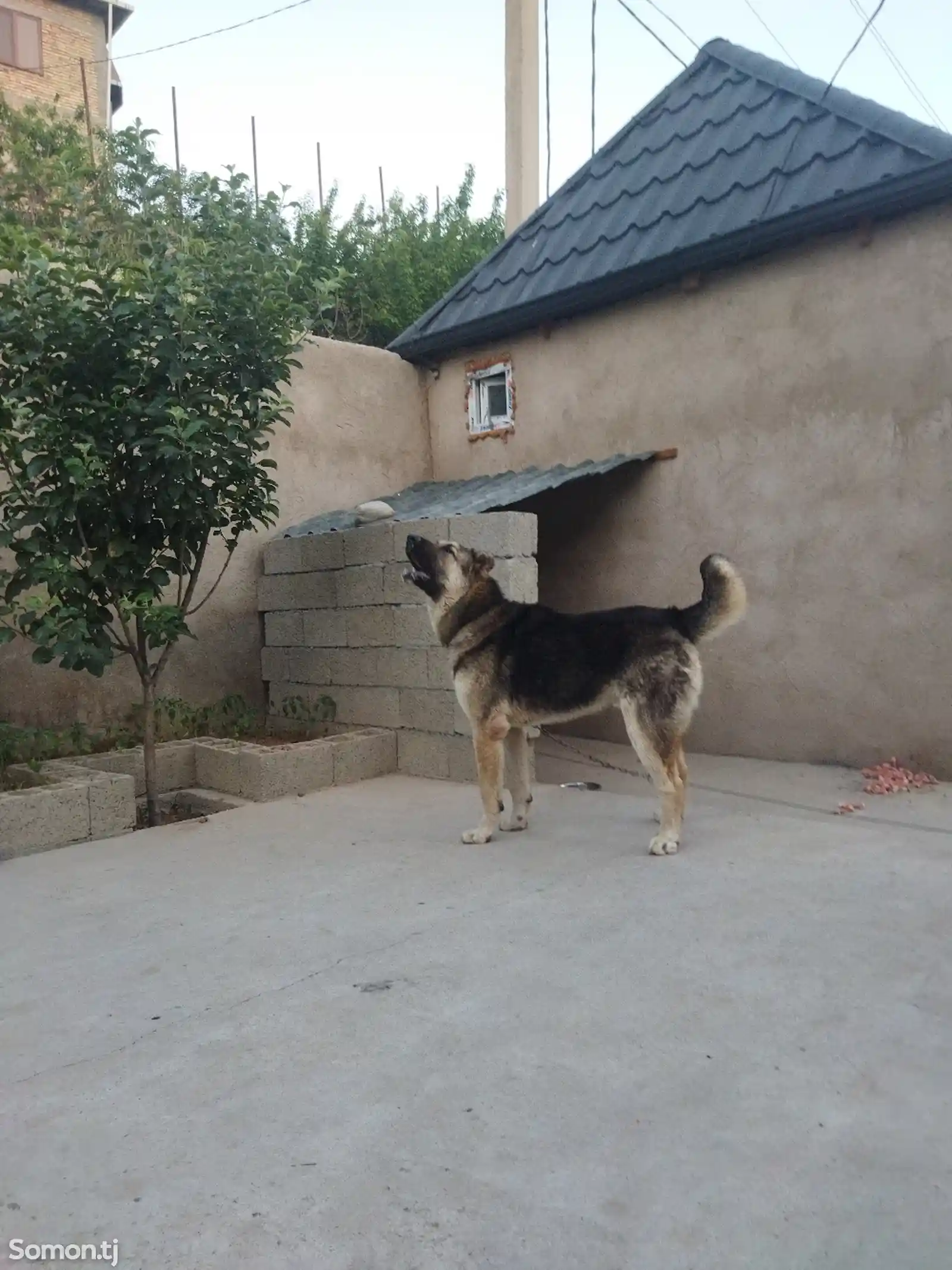 Собака средне азиатский кангал-1