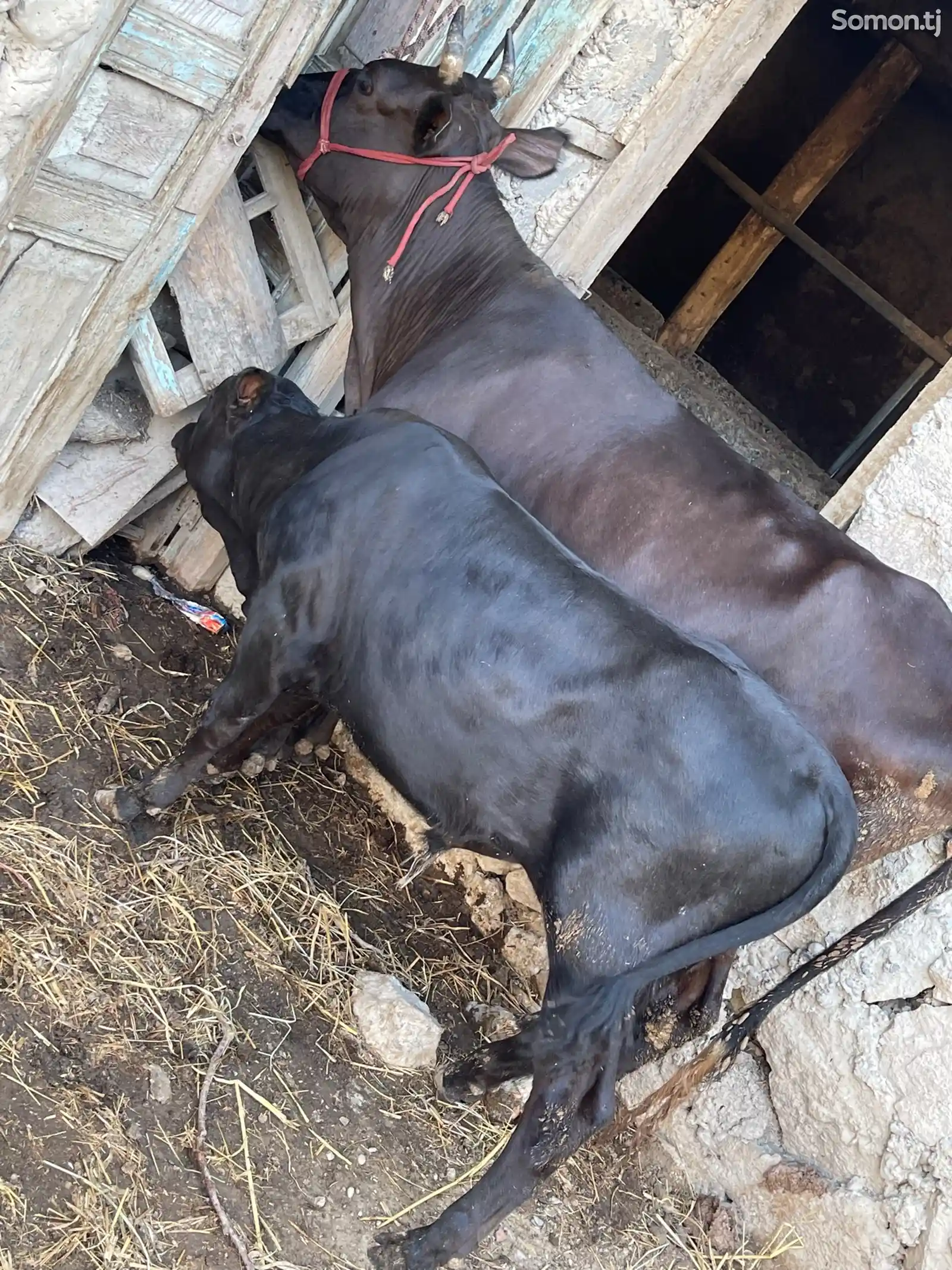 Корова с теленком-5