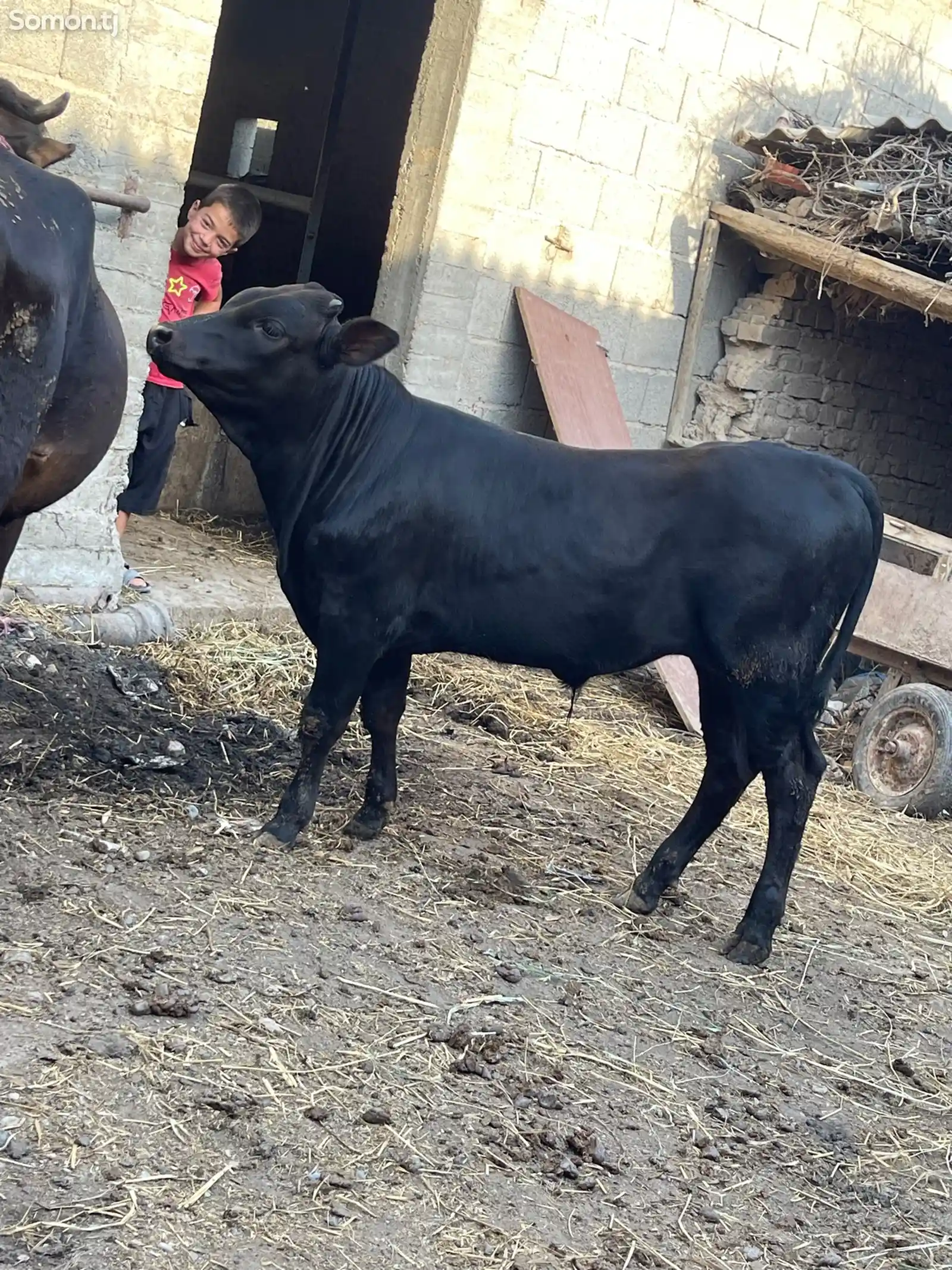 Корова с теленком-3