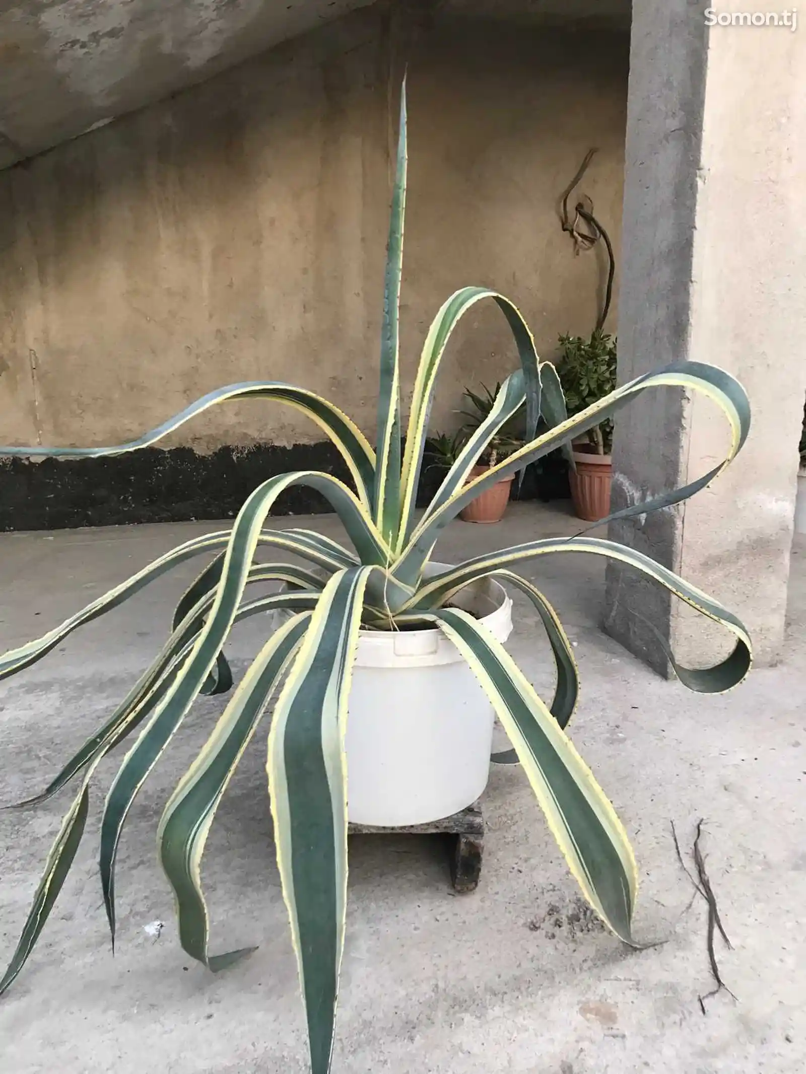 Растение Агава-1