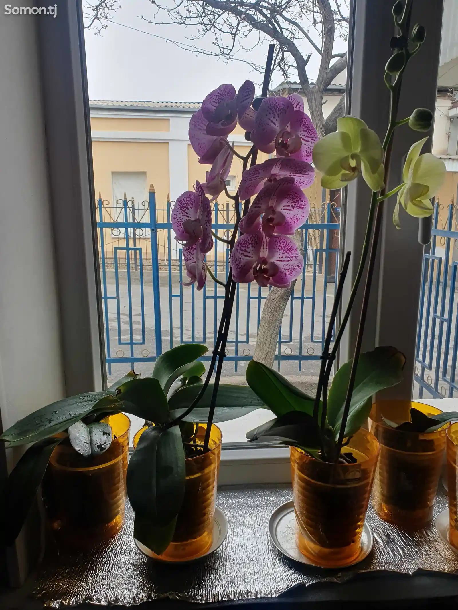 Орхидея-2