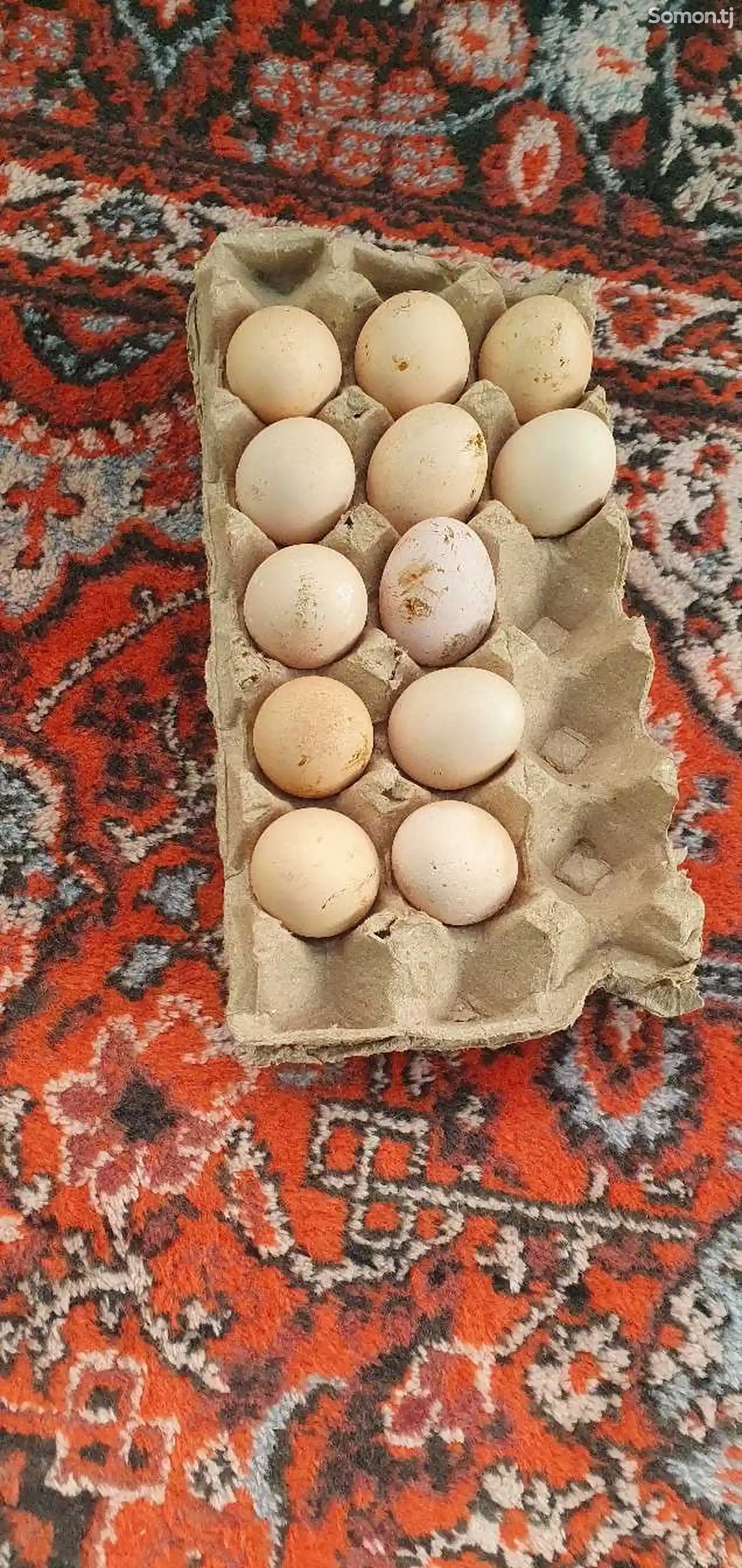 Яйца инкубационные курицы дакан-3