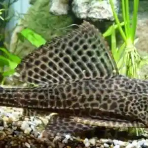 Рыбка Plekostomus