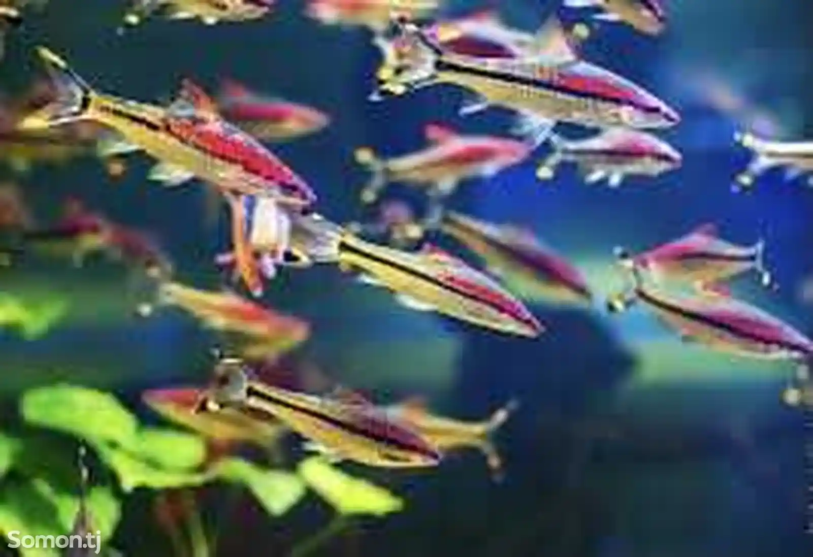Рыбки Puntius denisonii-2