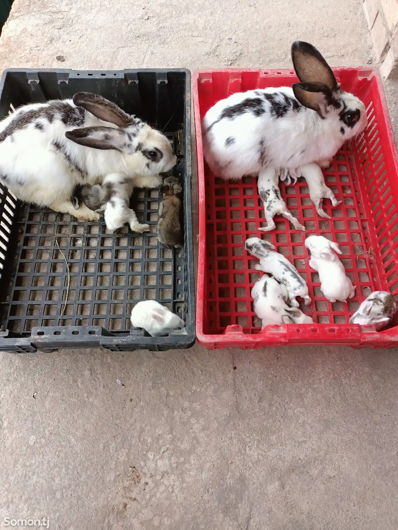 Кролик с крольчатами-4