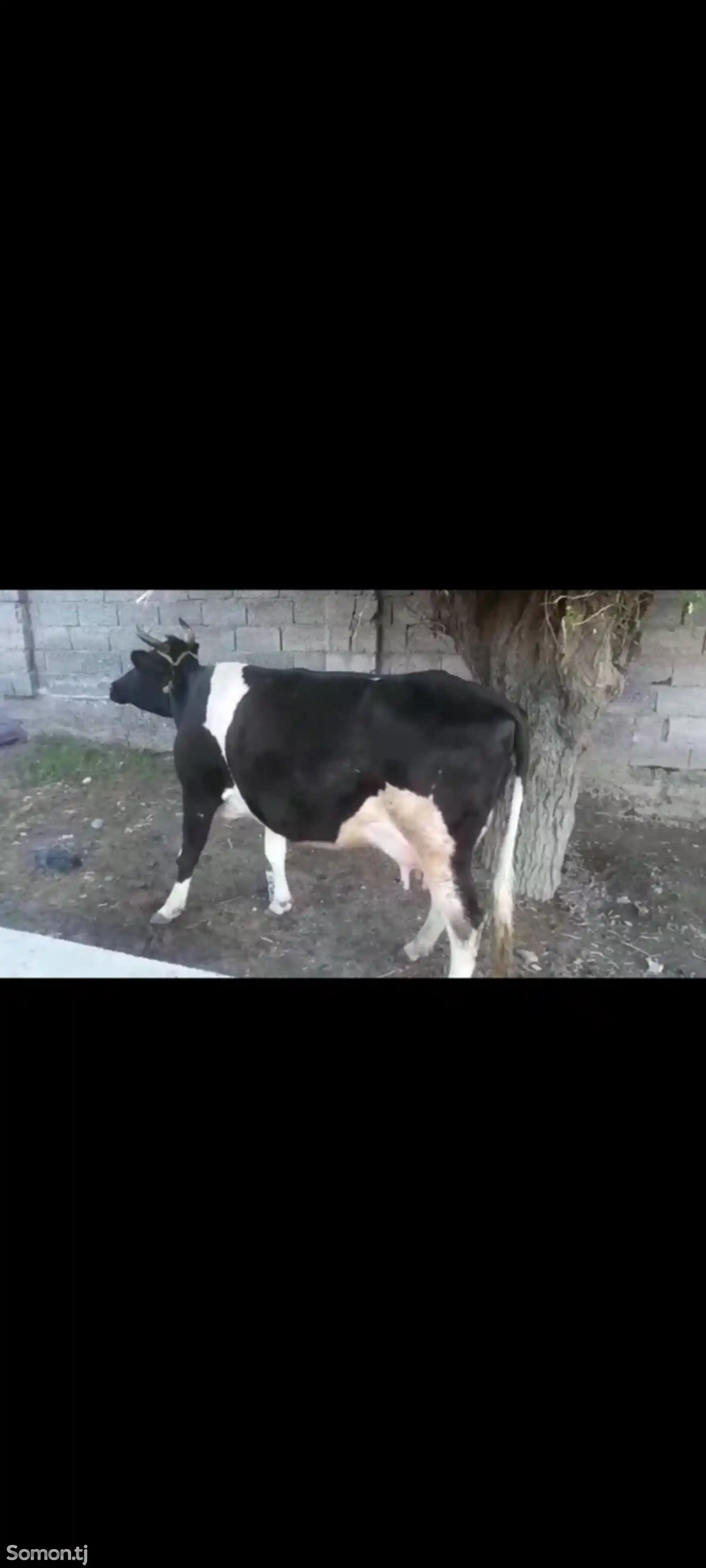 Корова Черно-пёстрая-1