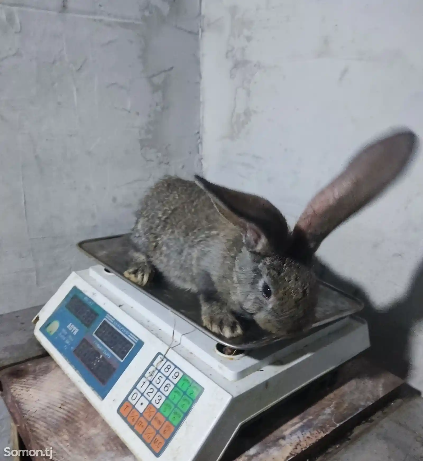 Бельгийский фландр кролик-3