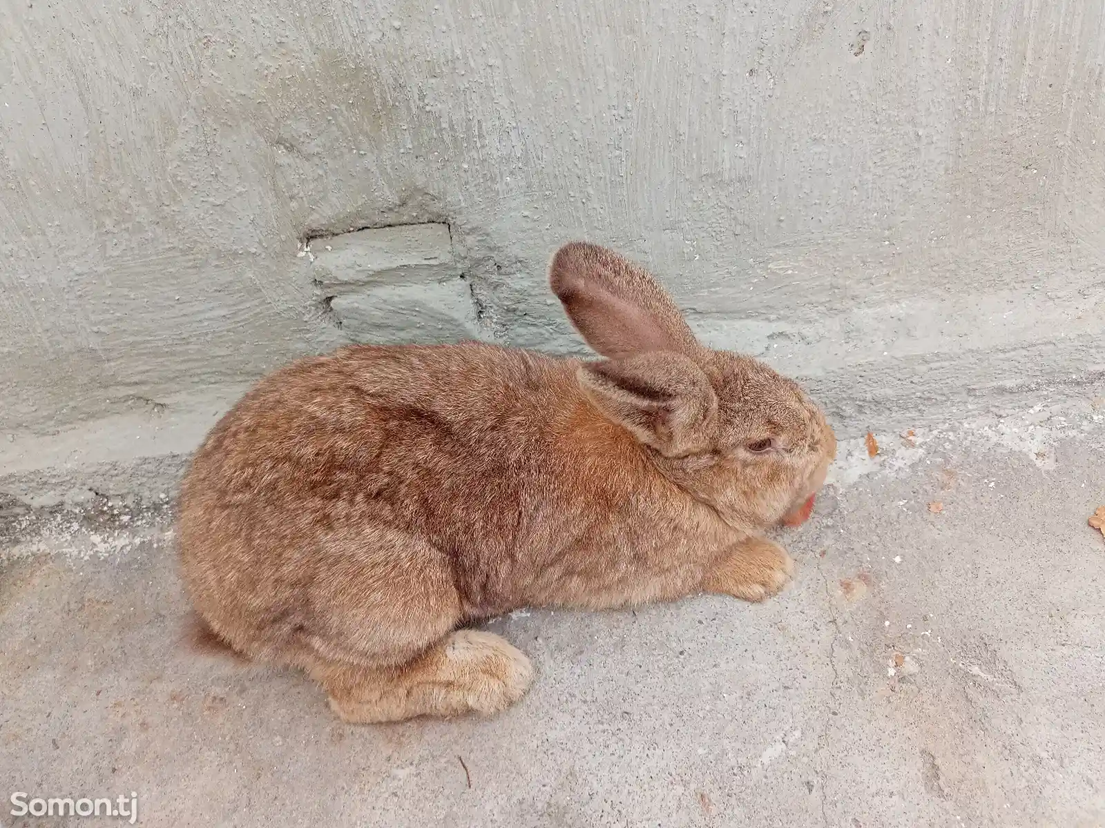 Кролик Баран-1