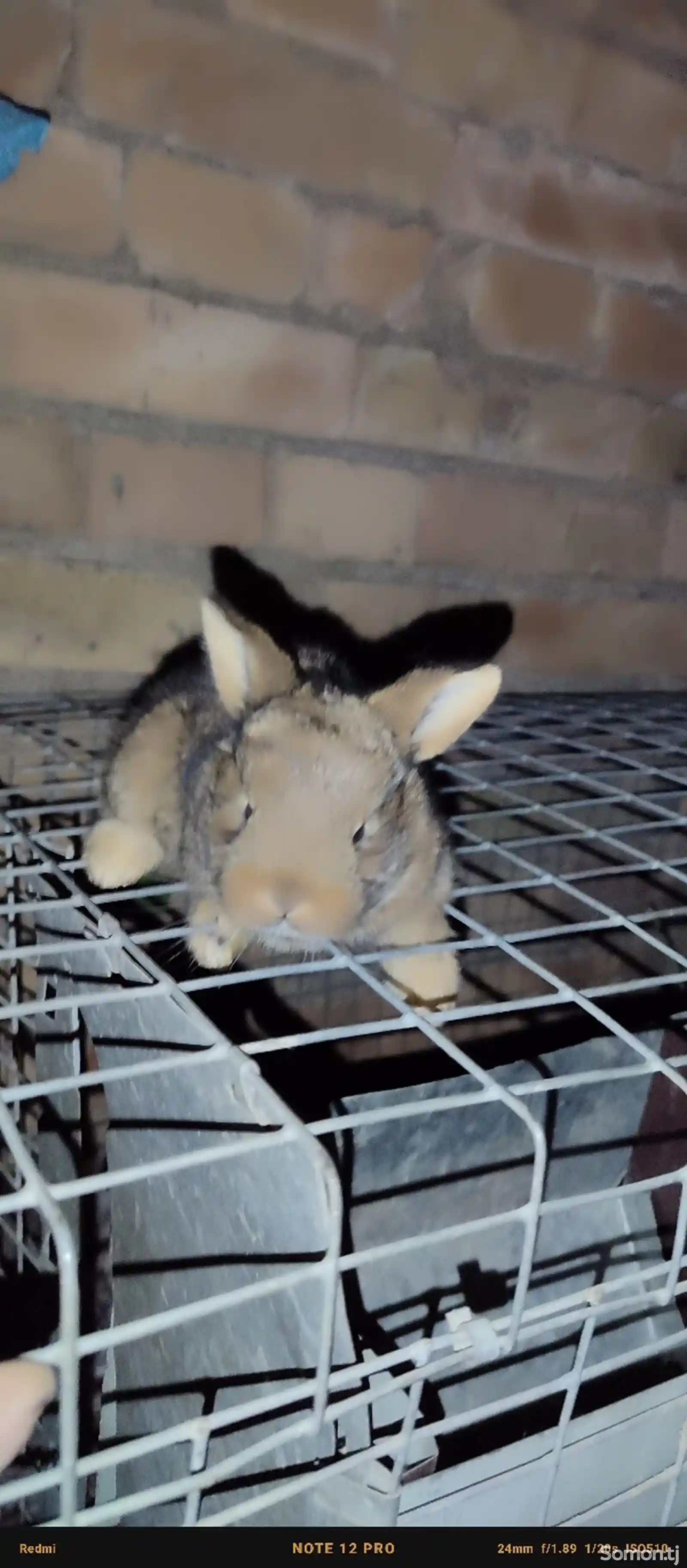 Карликовый кролик-1