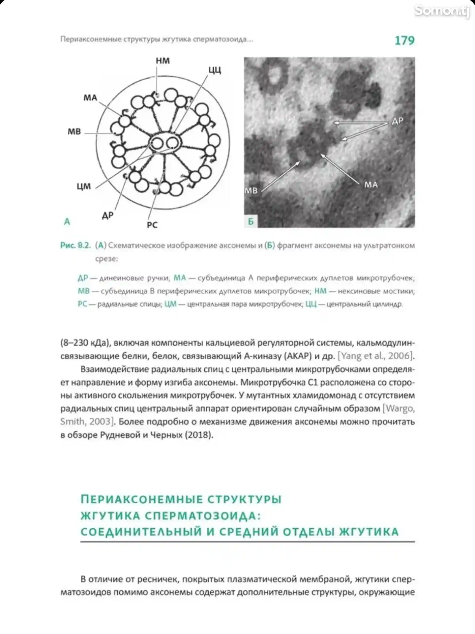 Книга Интерпретация спермограммы-12