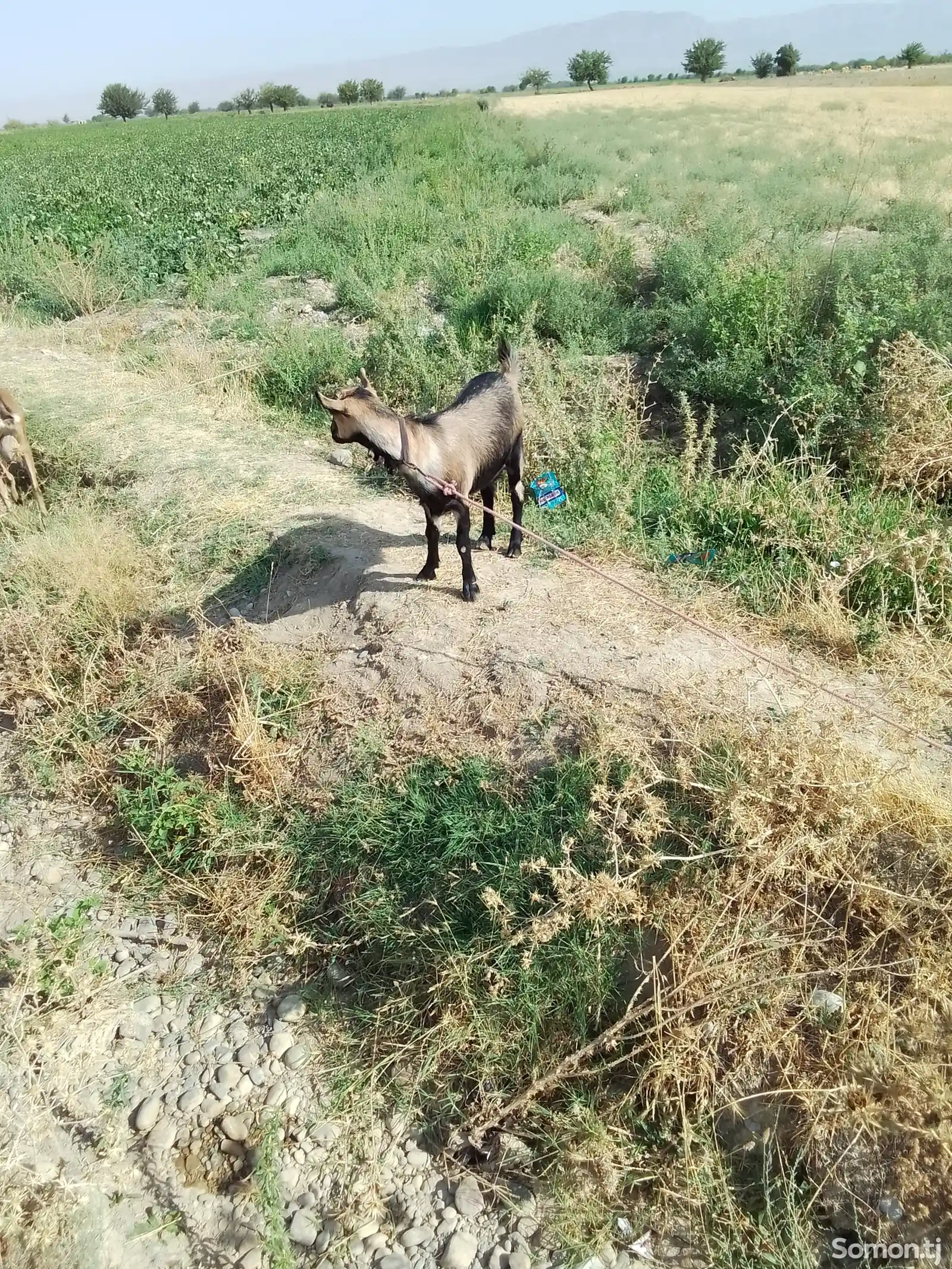 Буз Альпийский-1