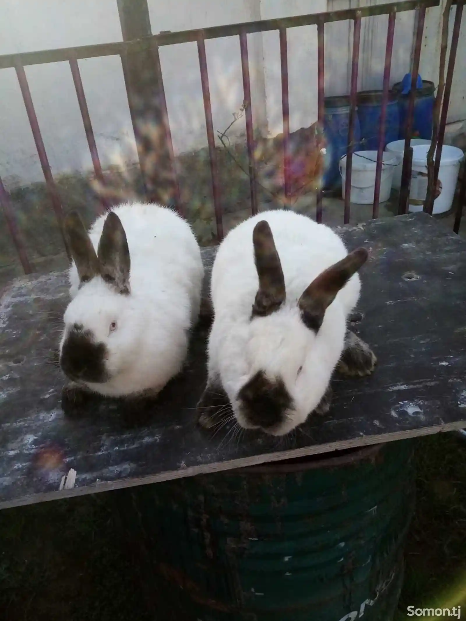 Кролики-3