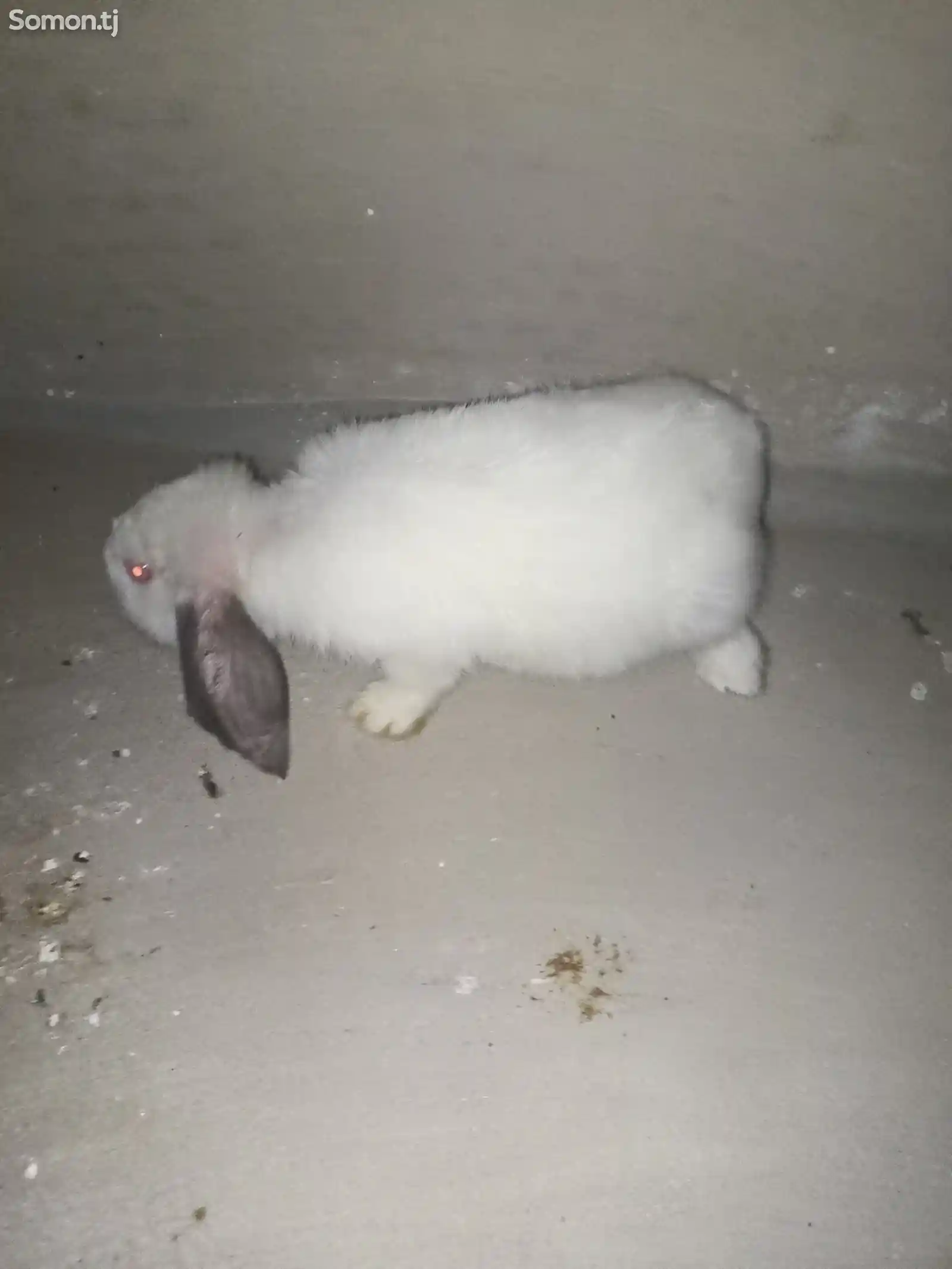 Кролик баран-2