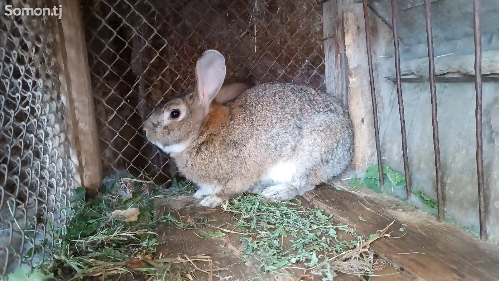Кролик-2