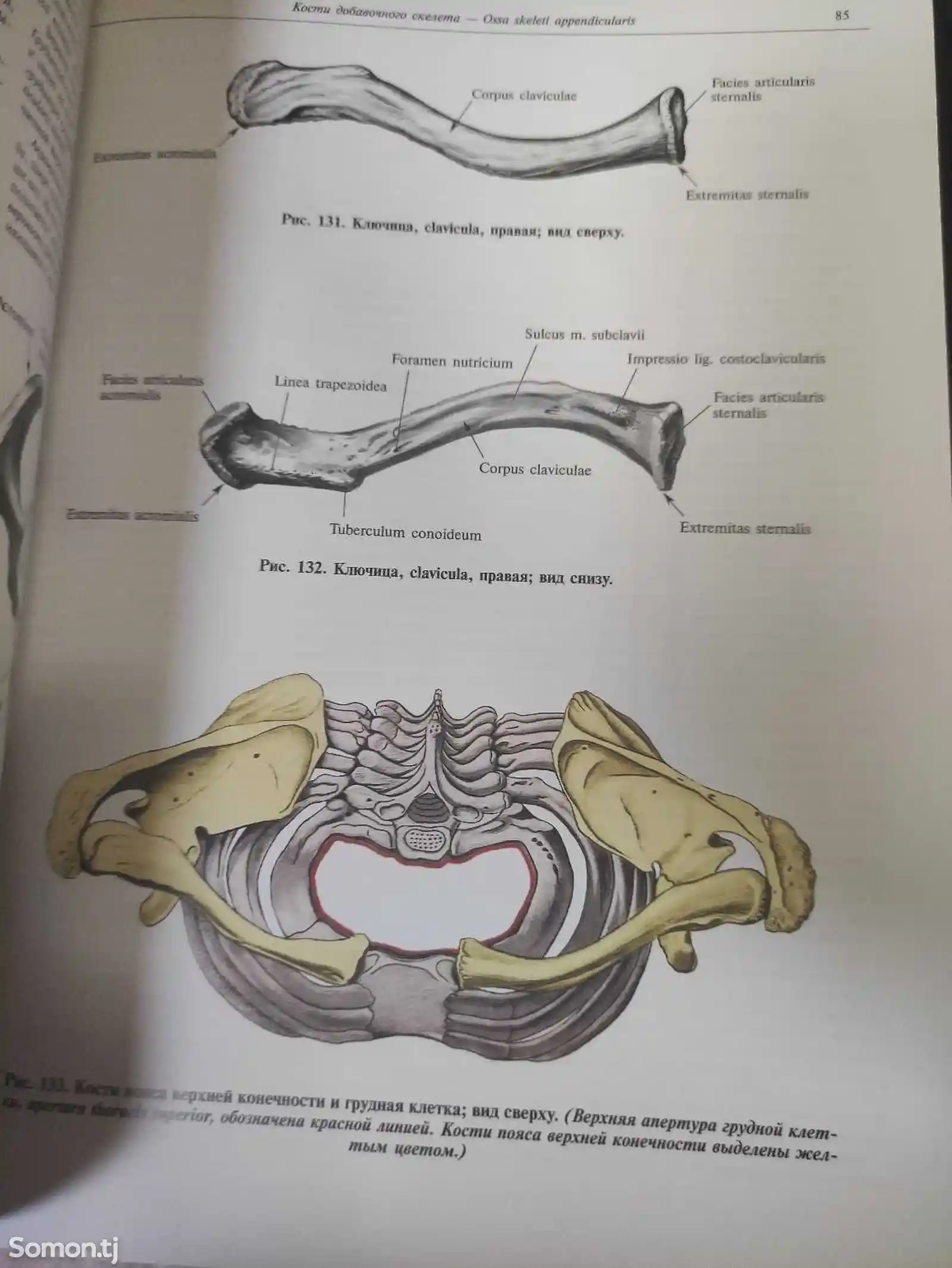 Книга -Анатомия человека-4