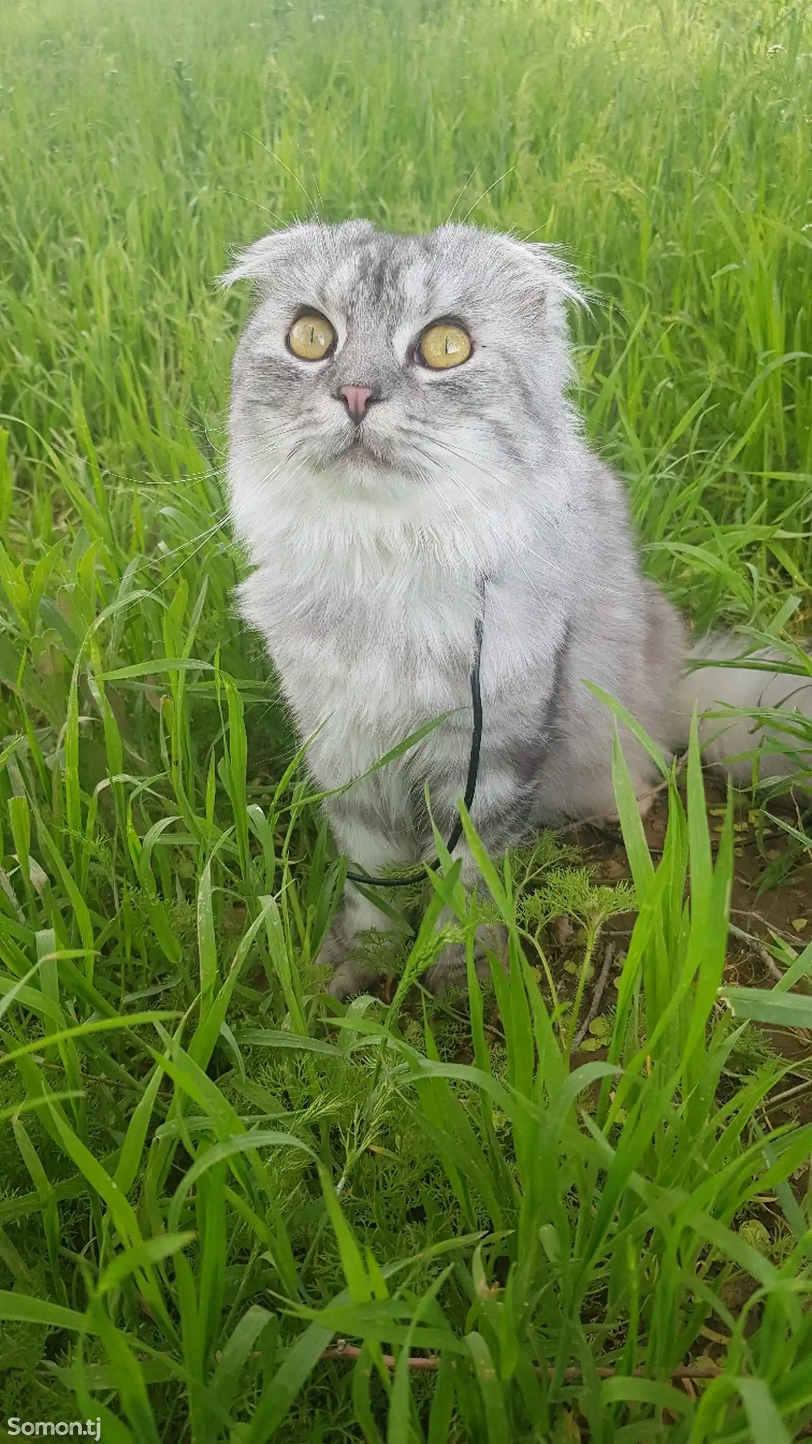 Сибирский кот-1