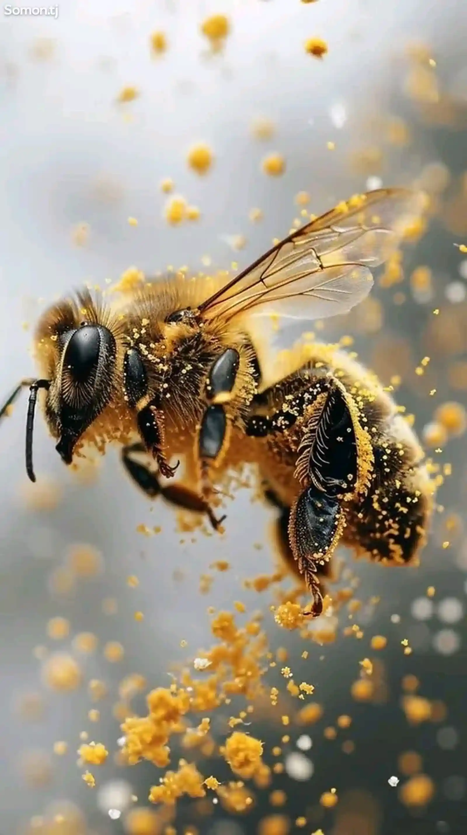 Пчелы/Занбури асал-4