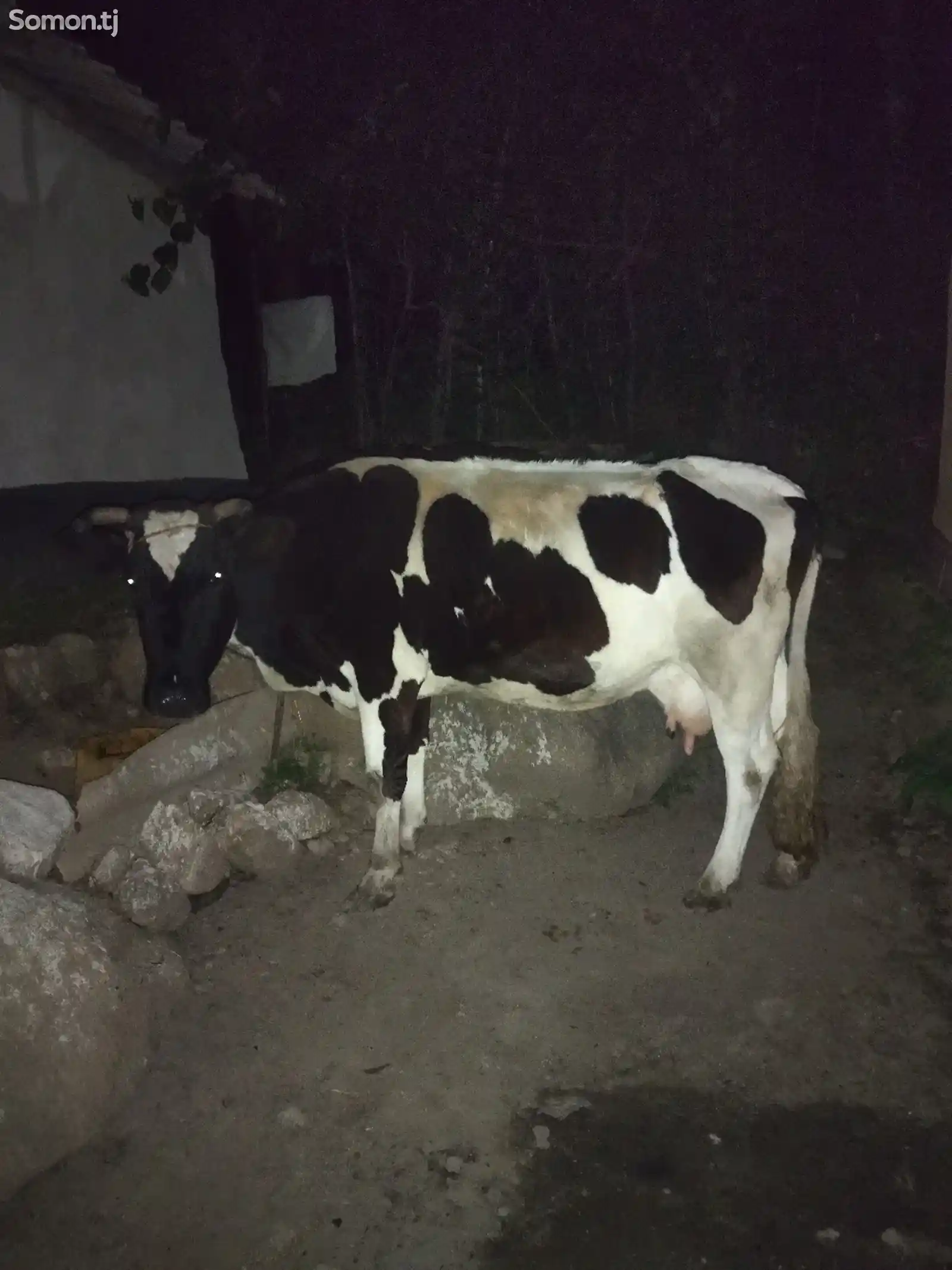 Голштинская порода коров-5