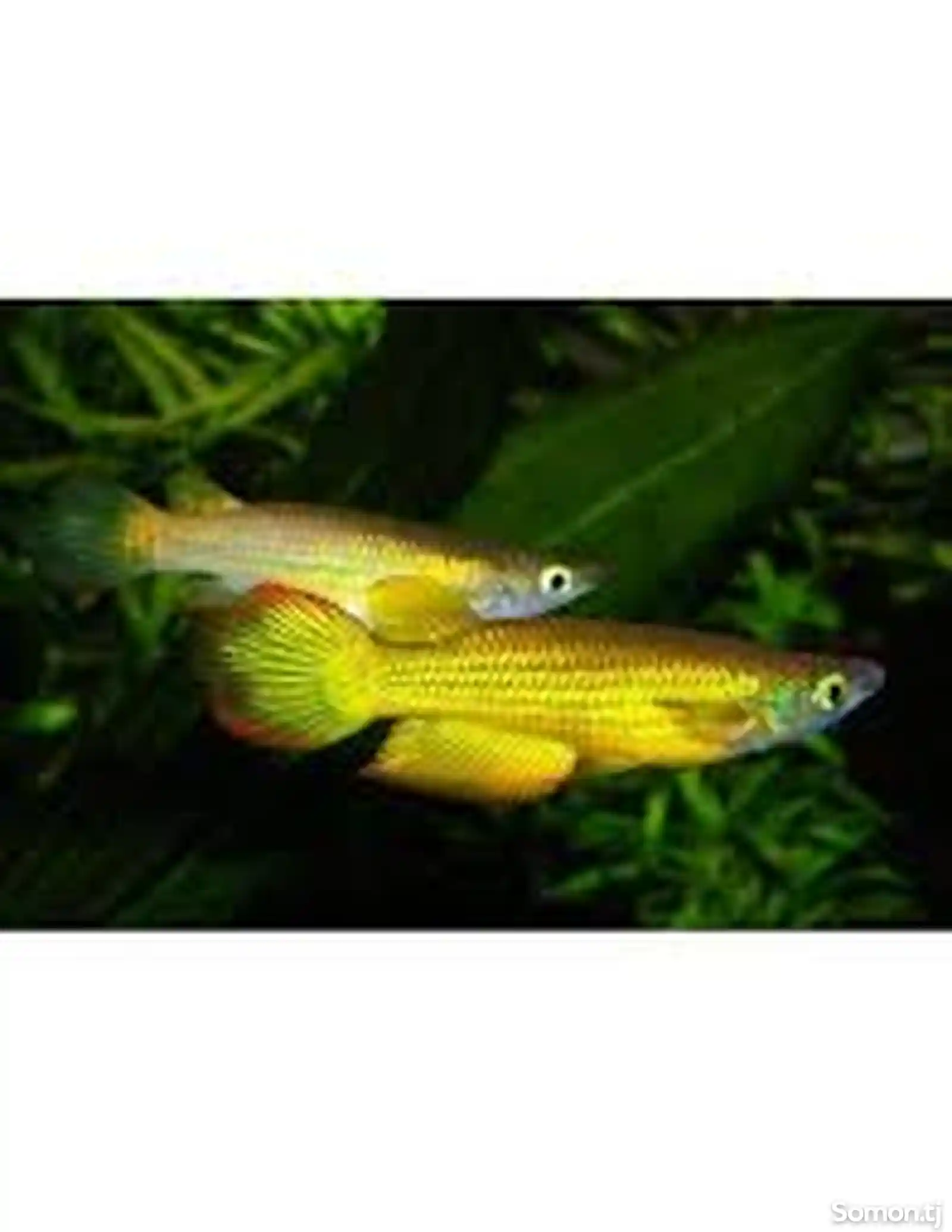Рыба Линеатус или золотая щучка-3