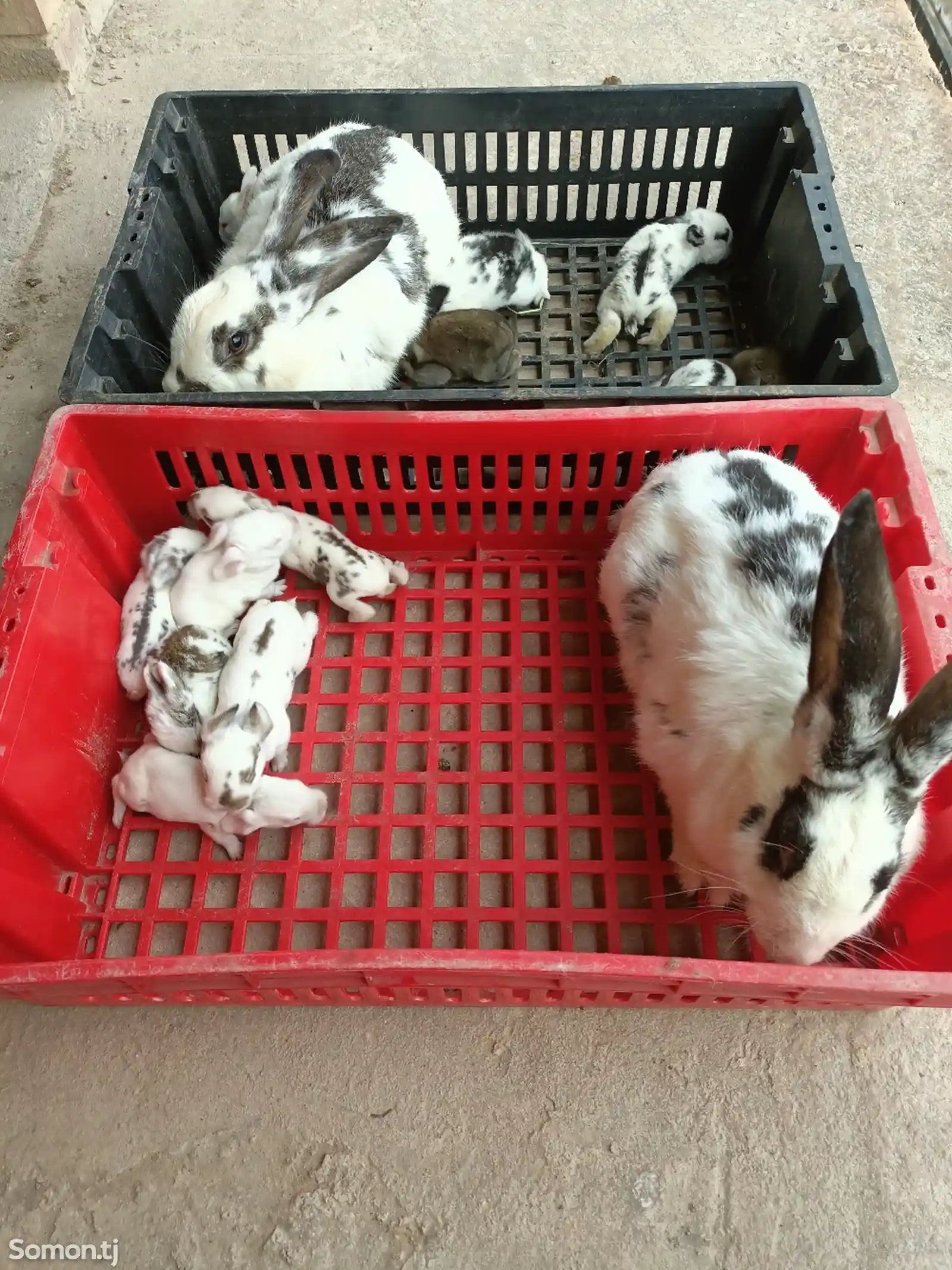 Кролик с крольчатами-6