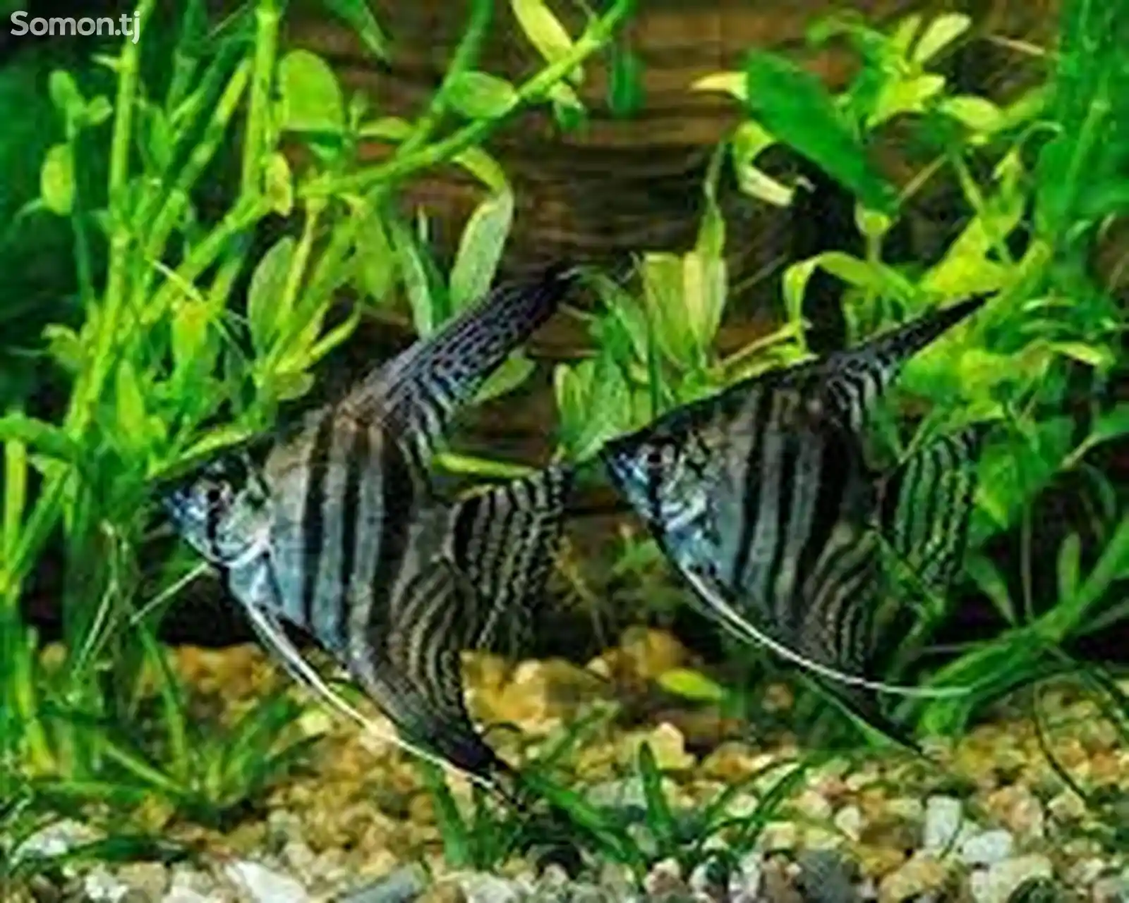 Рыбки Pterophyllum scalare-2
