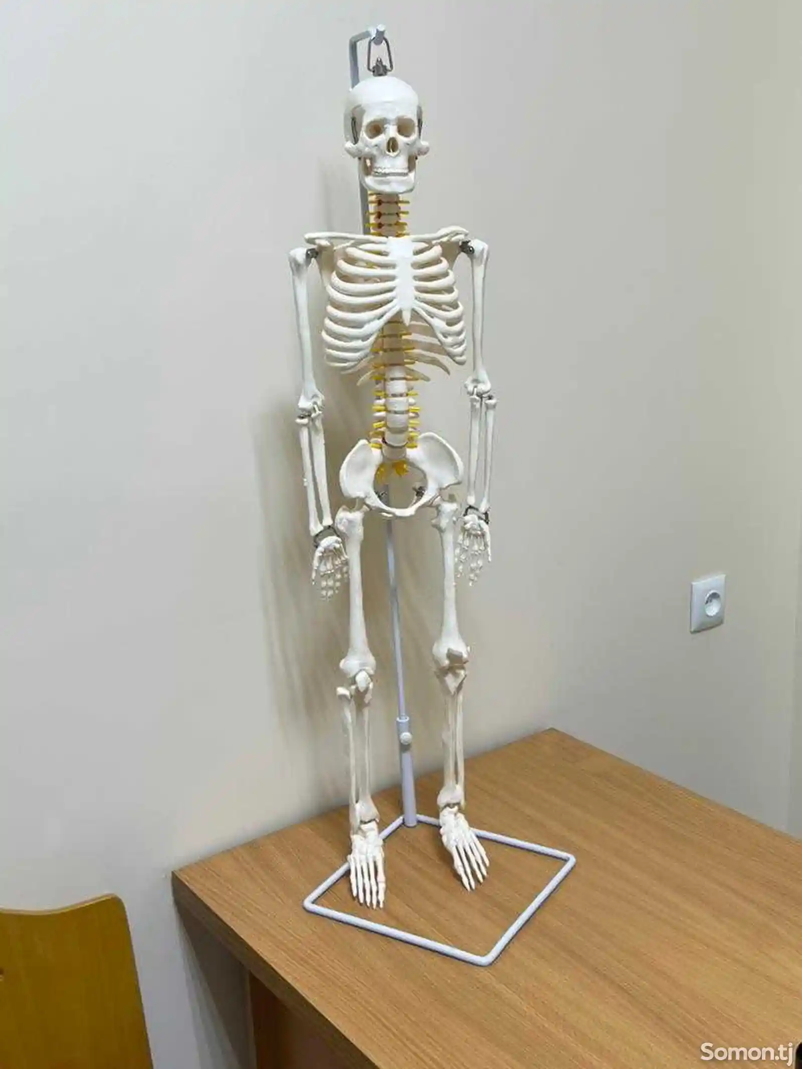 Анатомический скелет человека-1