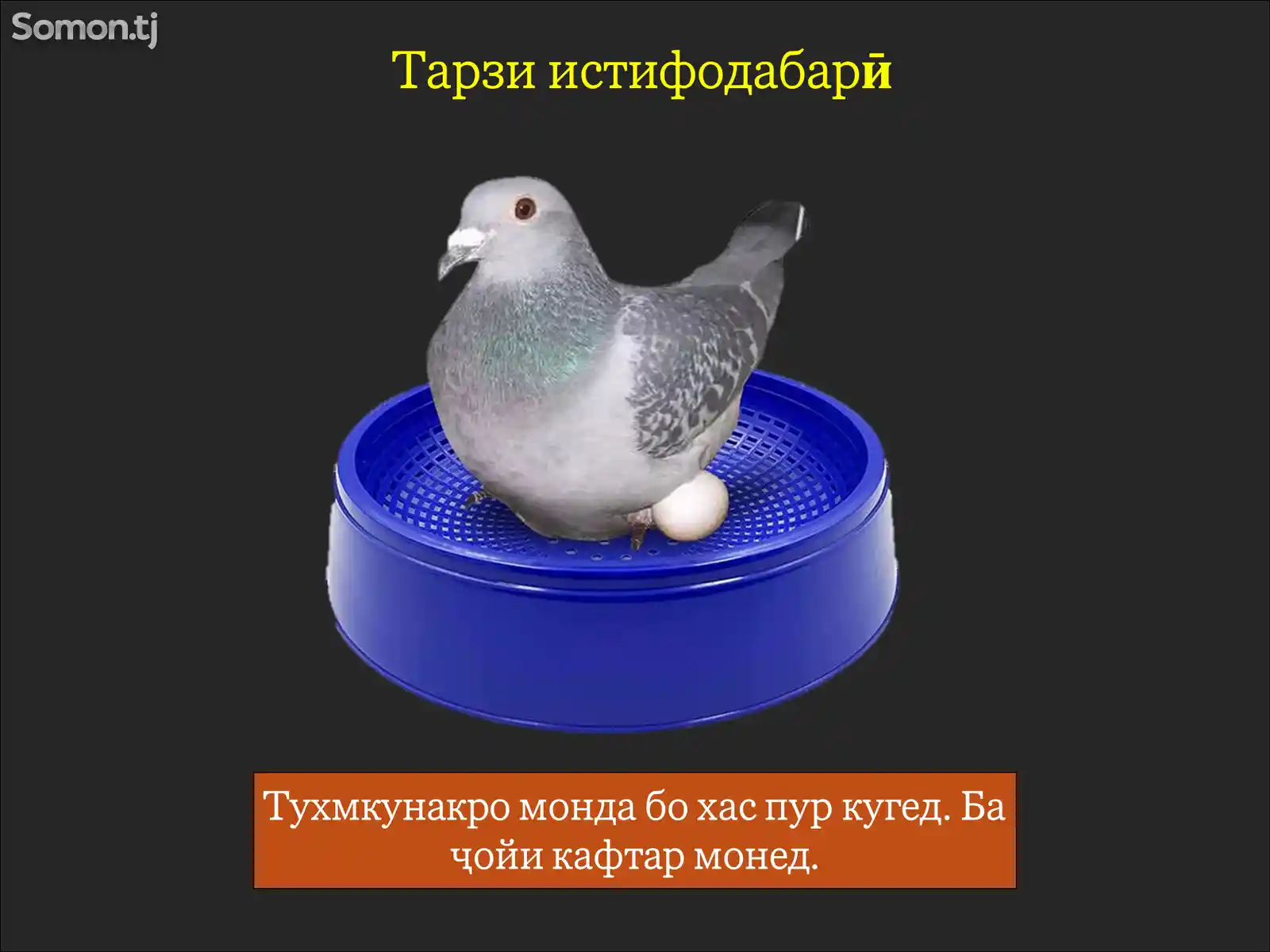 Лона/Пластиковое гнездо для голубей-4