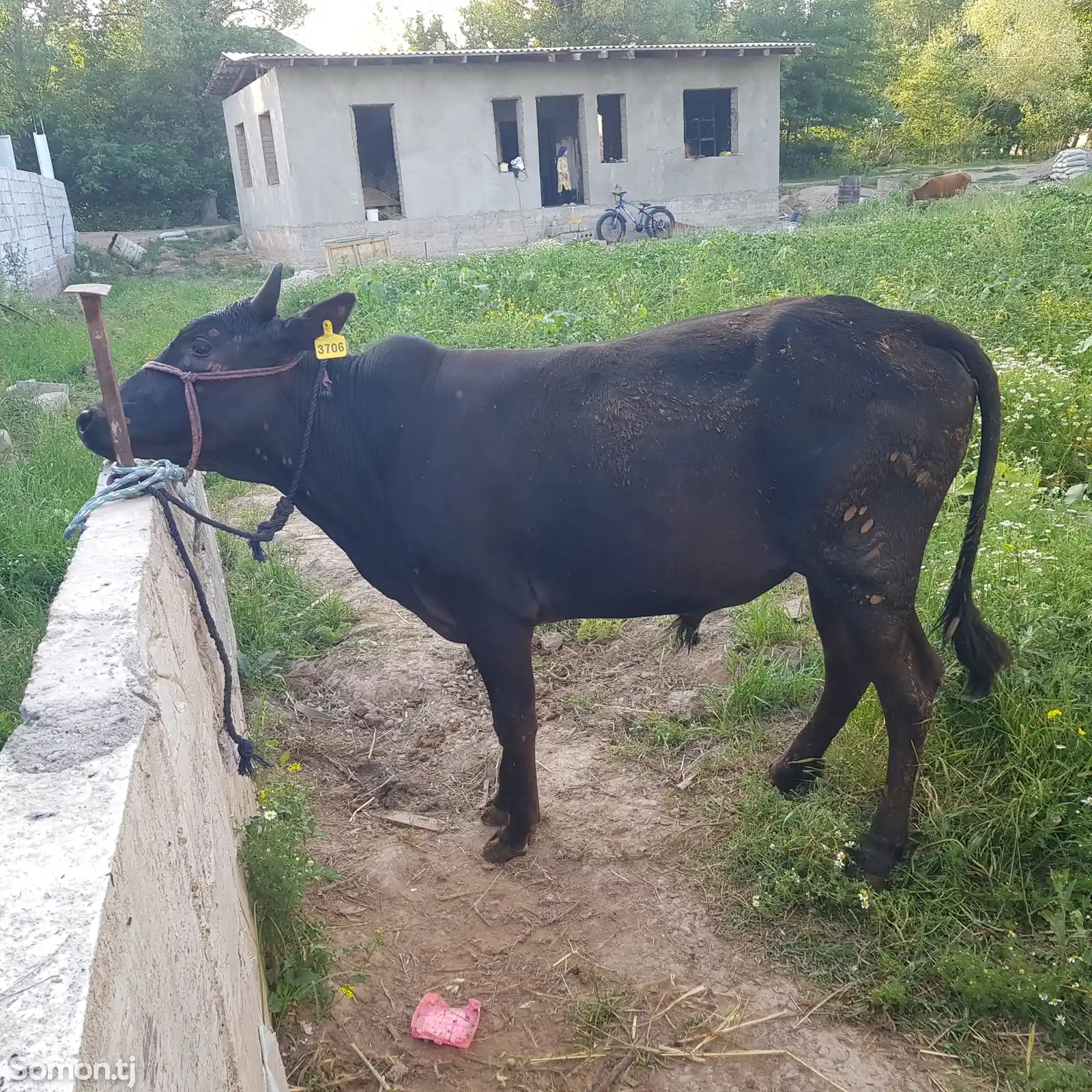 Коровы-9