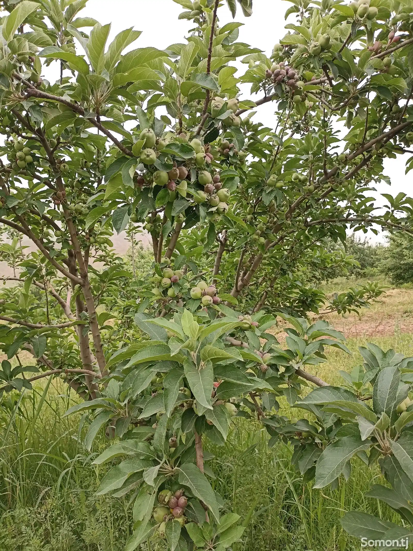 Яблочный сад-1