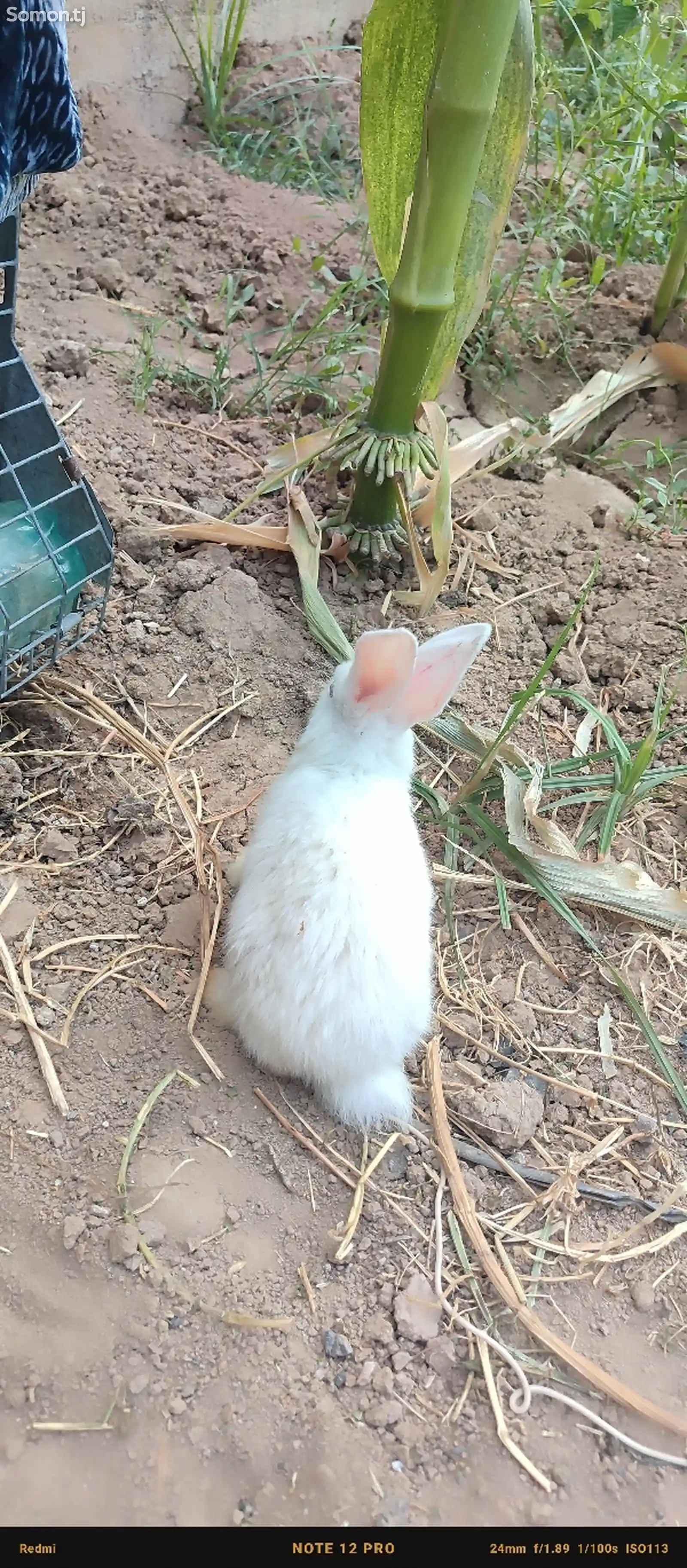 Кролик породистый-3