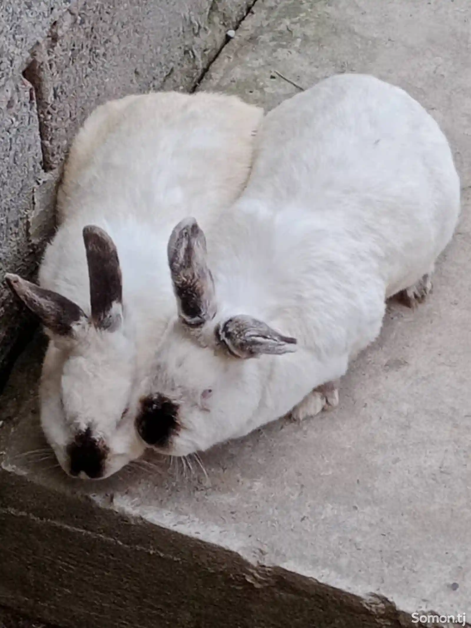 Кролики-2