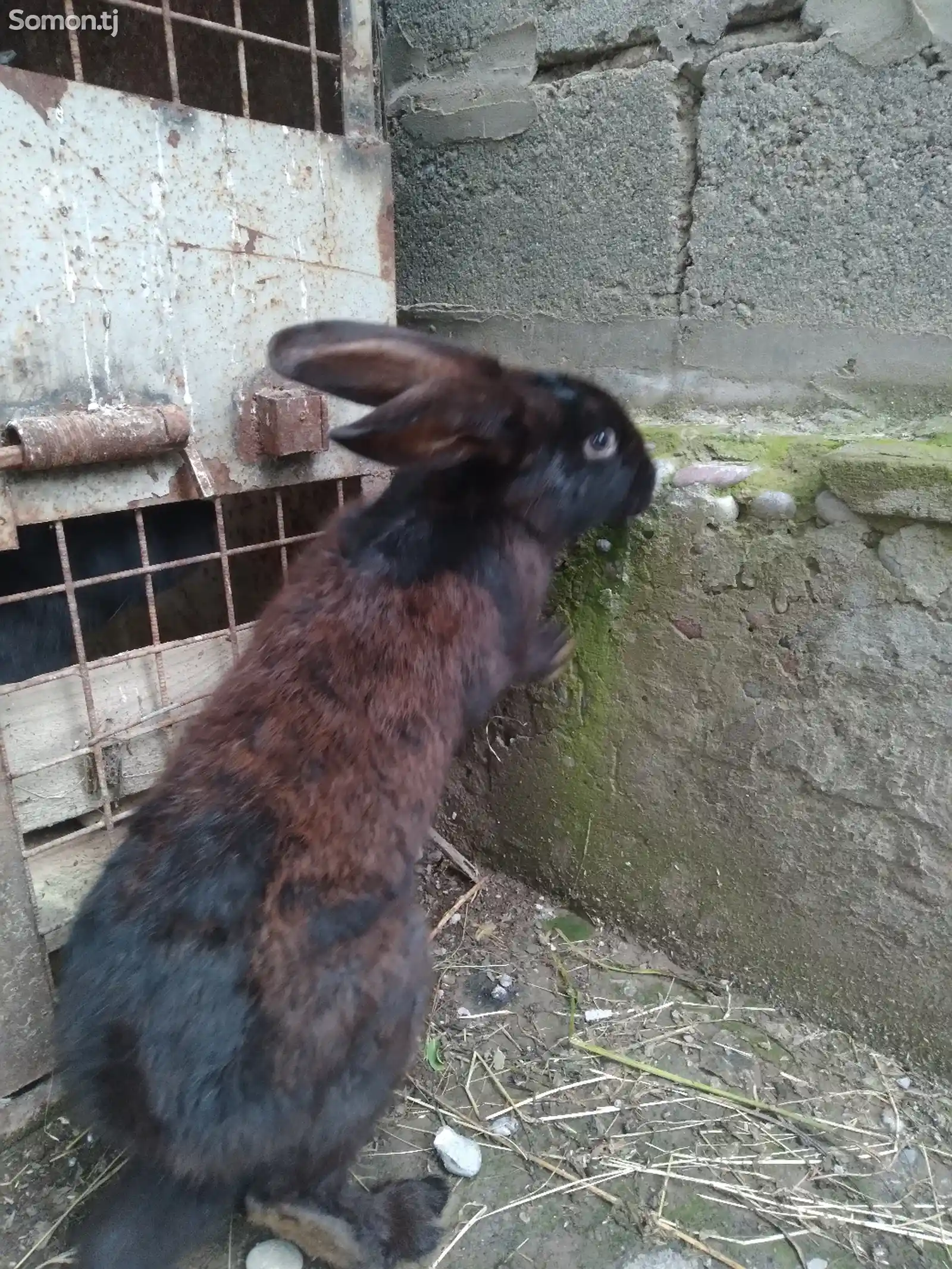 Кролик-3