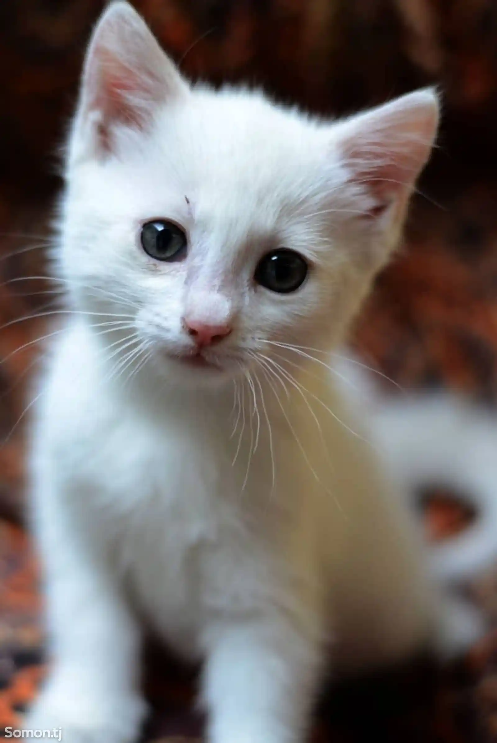 Белый котёнок-1