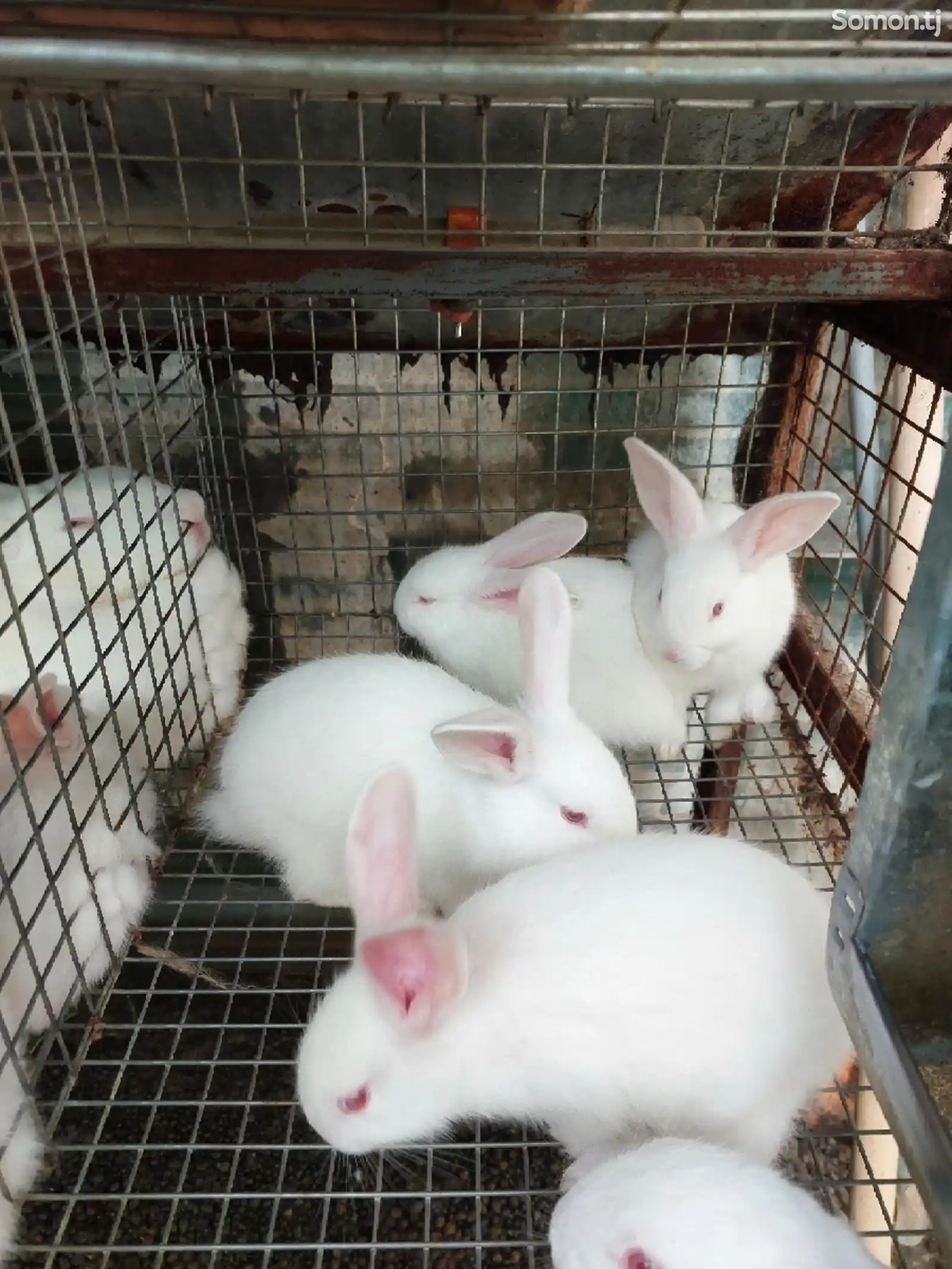 Крольчата породы хиколь-4