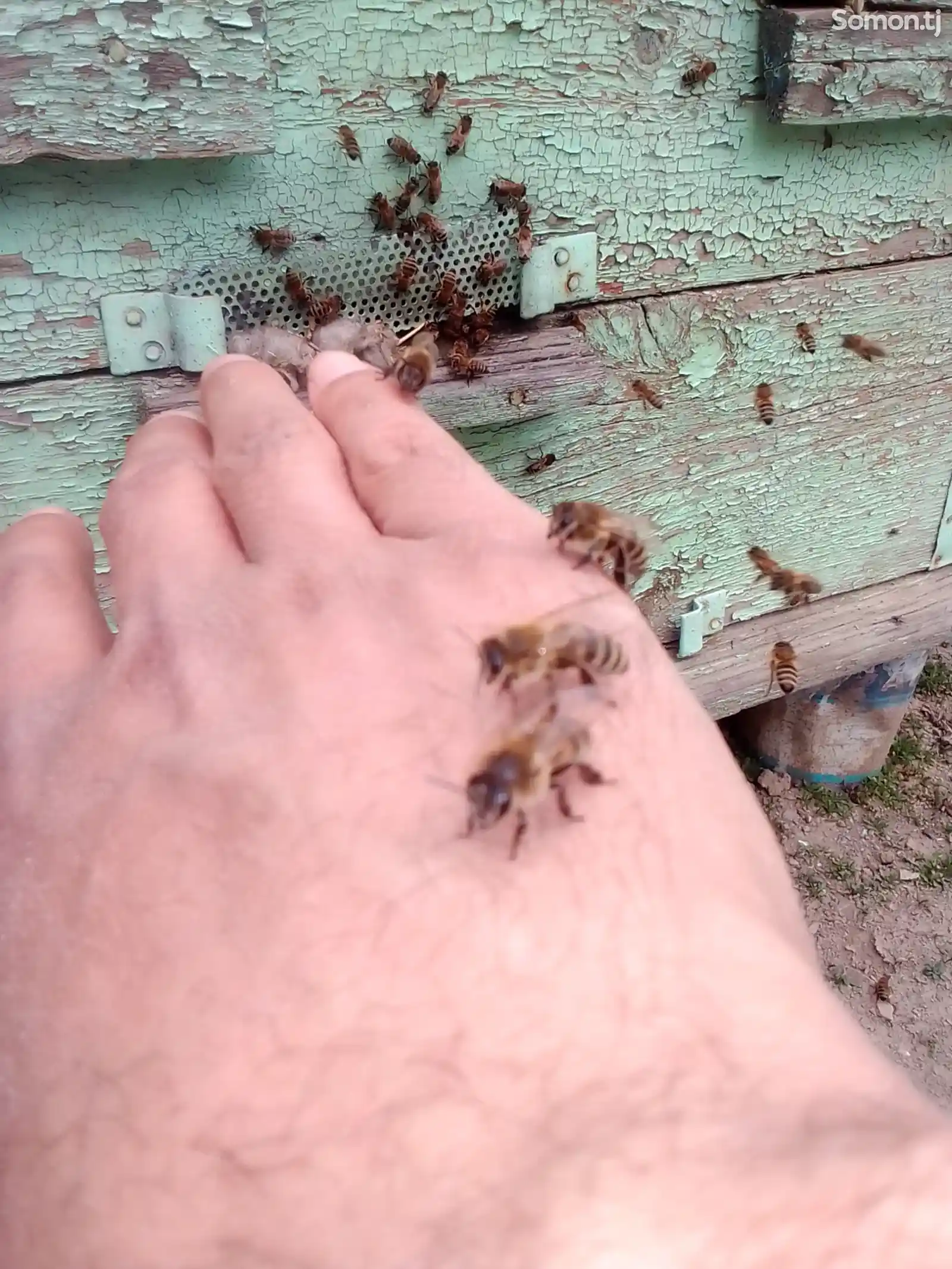 Пчелы/Занбури асал-1
