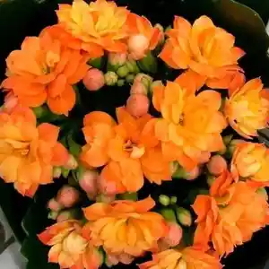 Каланхоэ оранжевый