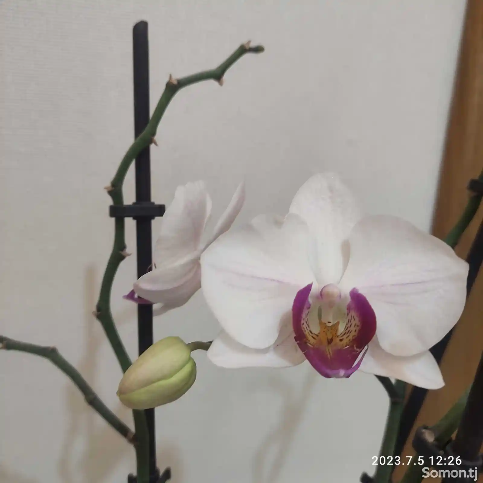 Орхидея-1