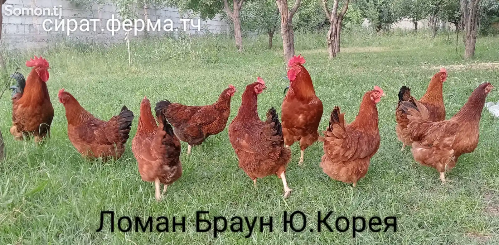 Мургхои Ломан Браун-1