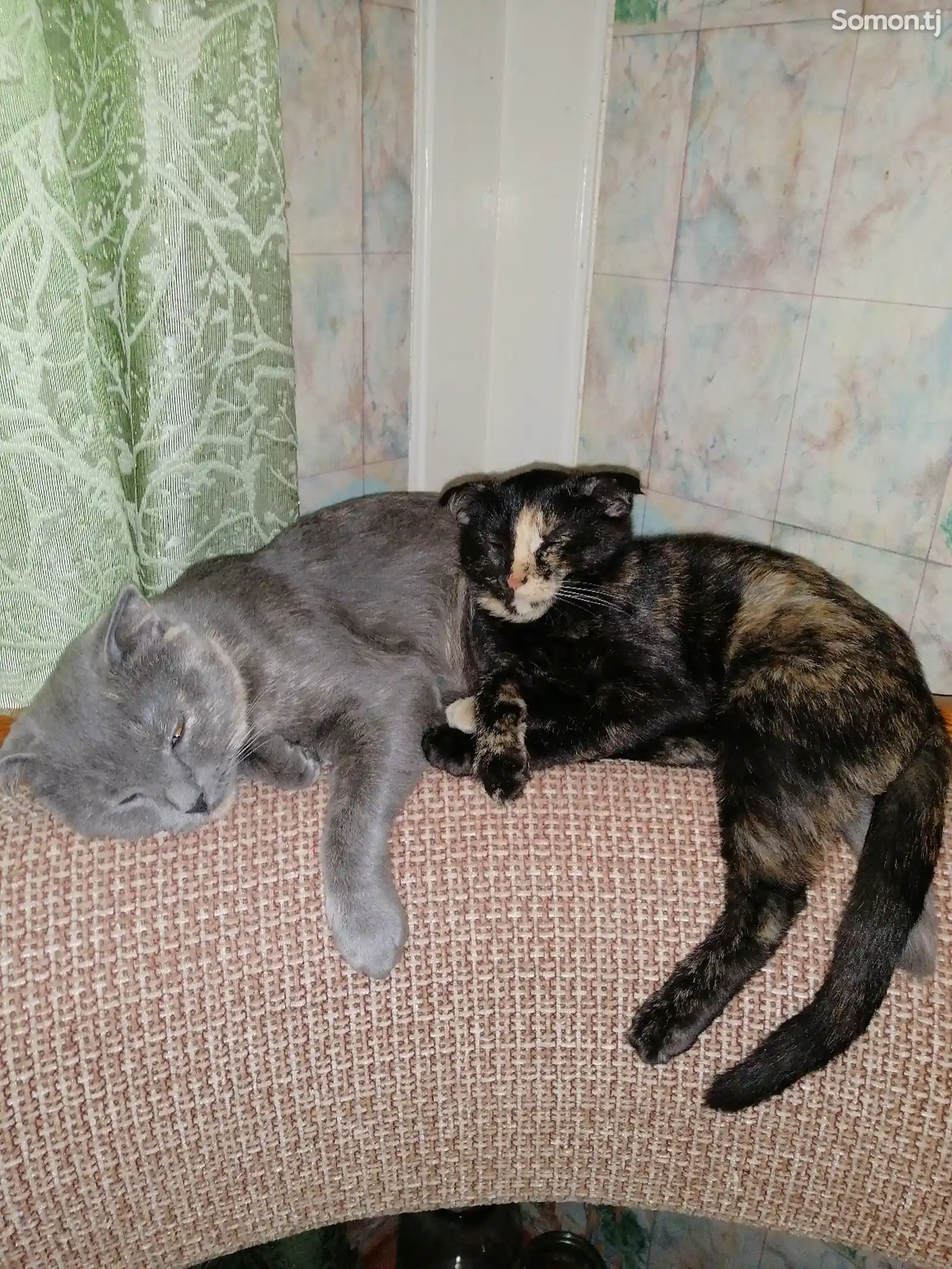 Шотландская кошка и котята-4