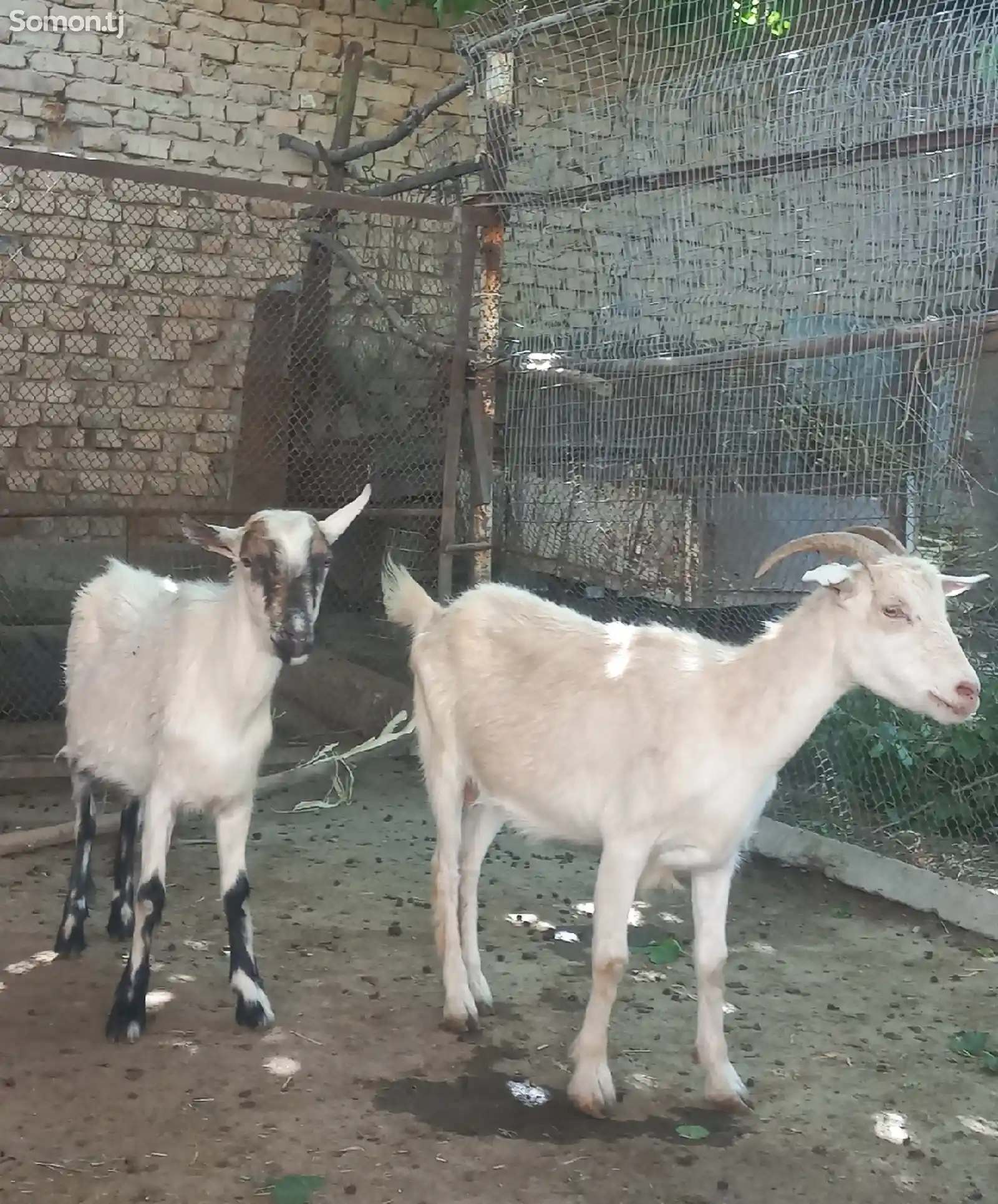 Заанская коза-2