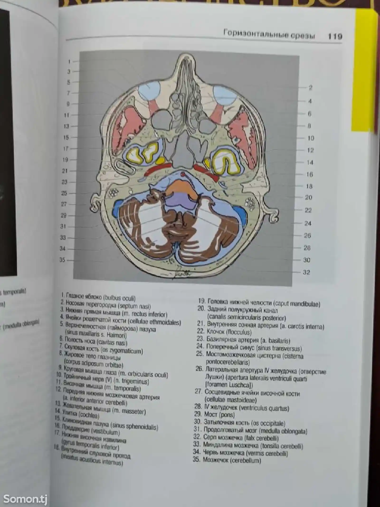 Атлас секционной анатомии человека 2 том-2