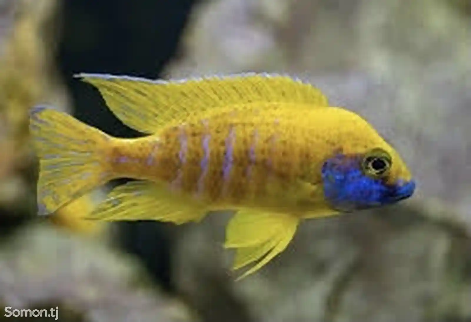 Рыба Aulonocara baenschi-1