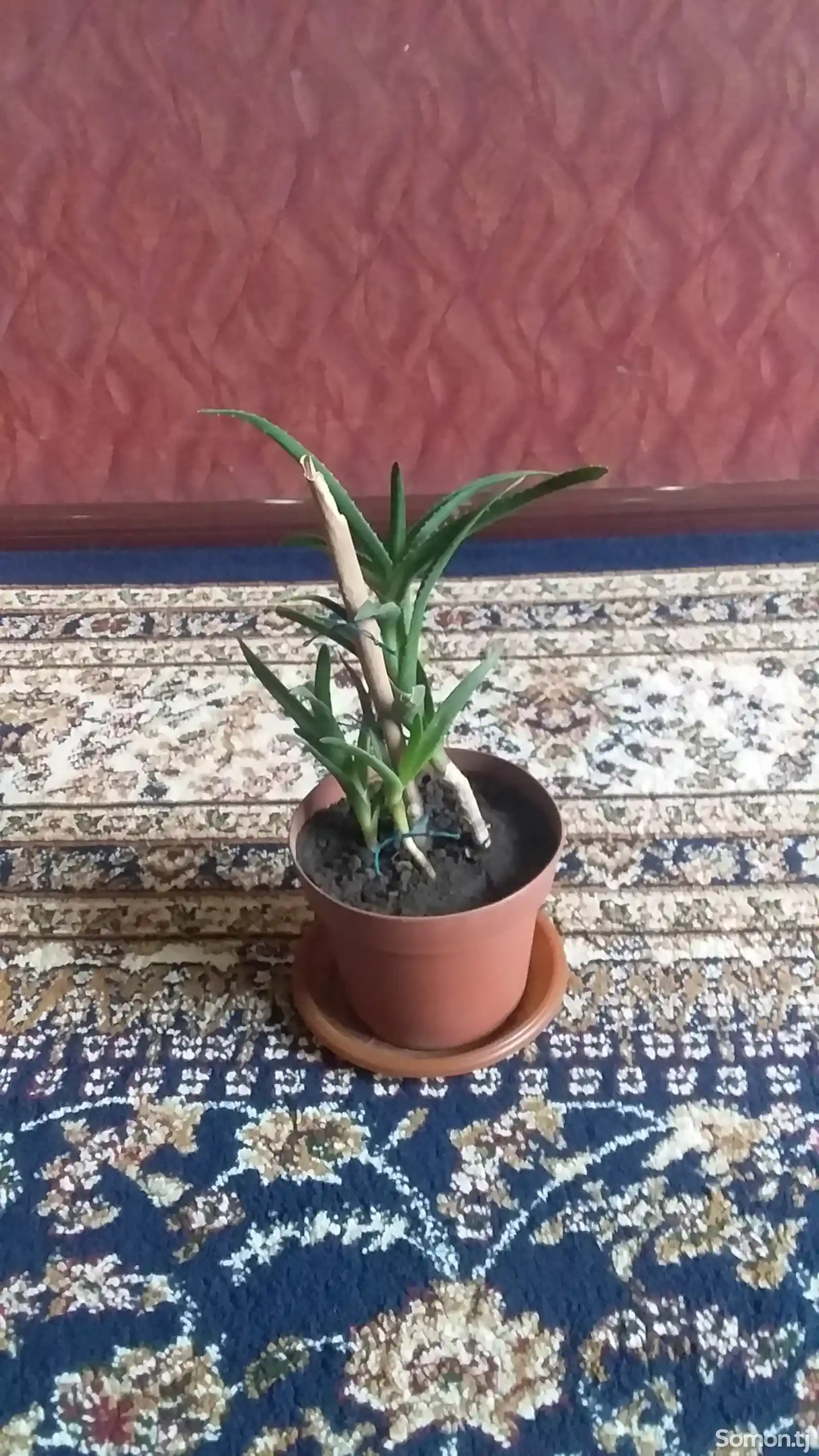 Растения Алоэ-3
