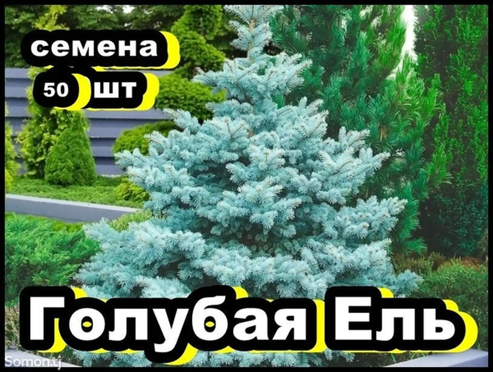 Семена голубой ели-1