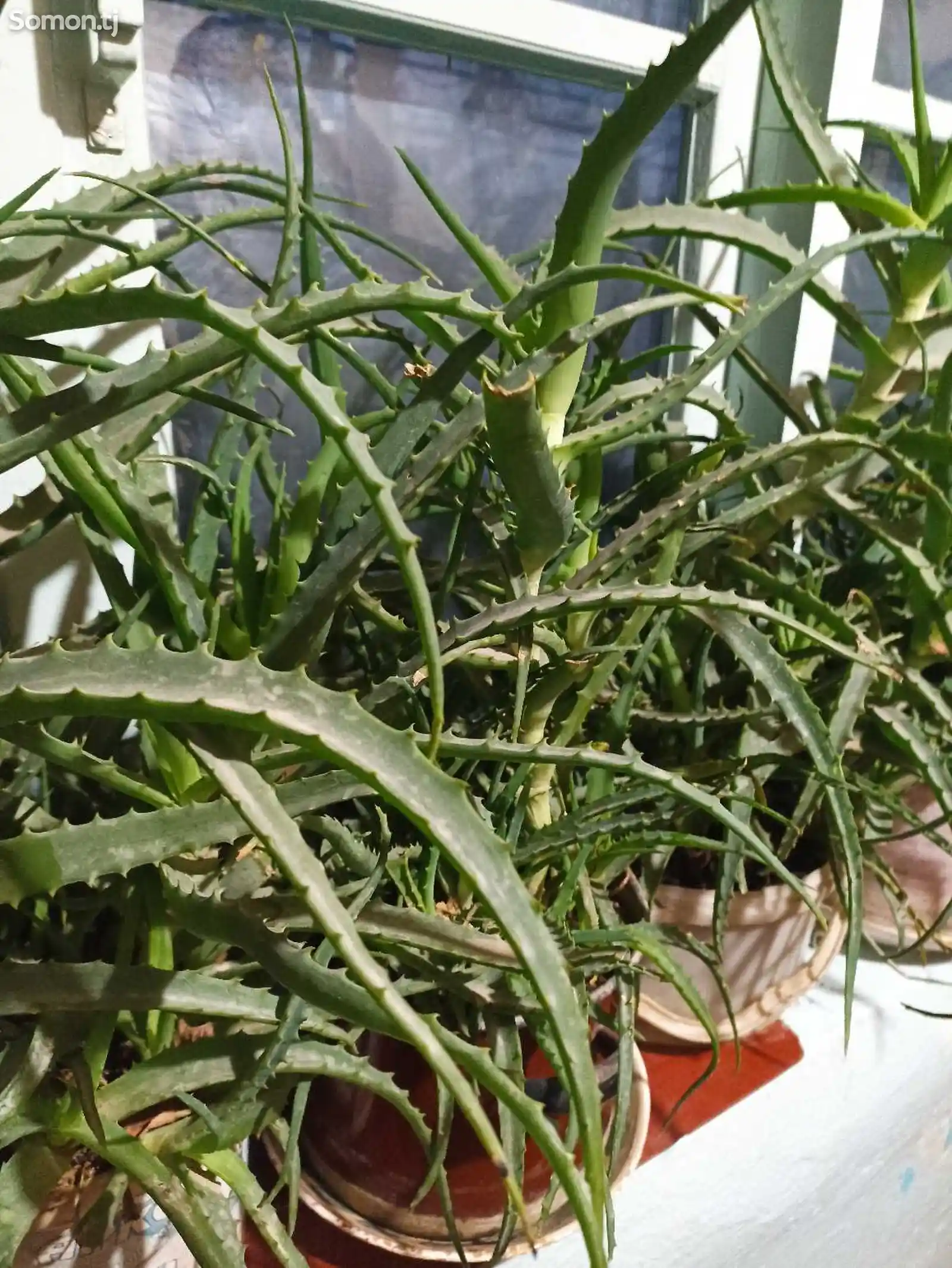 Растение Алоэ-1